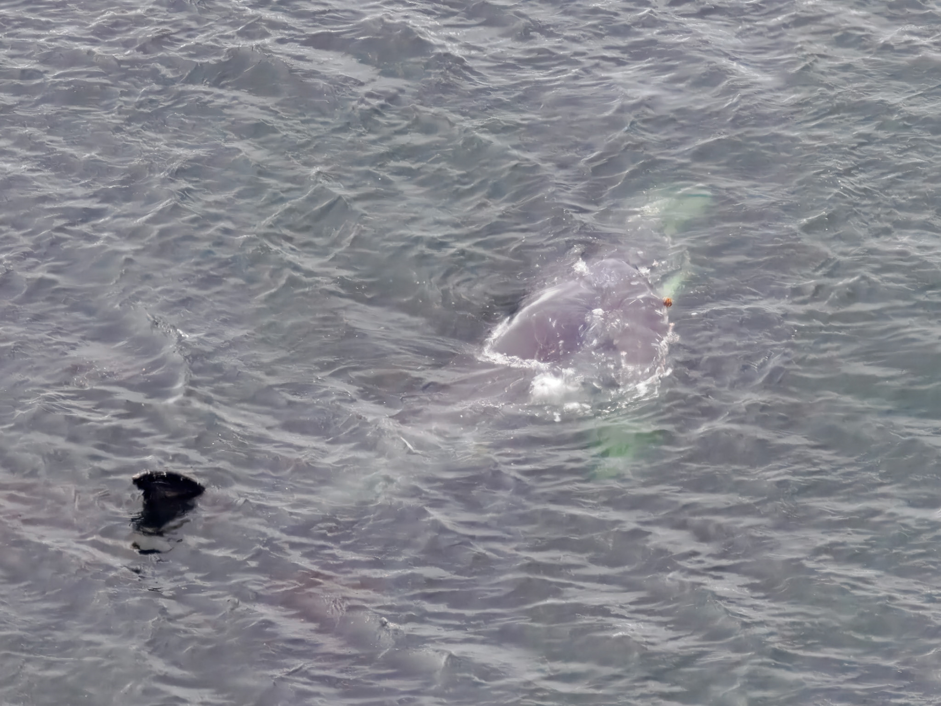 Humpback Whales