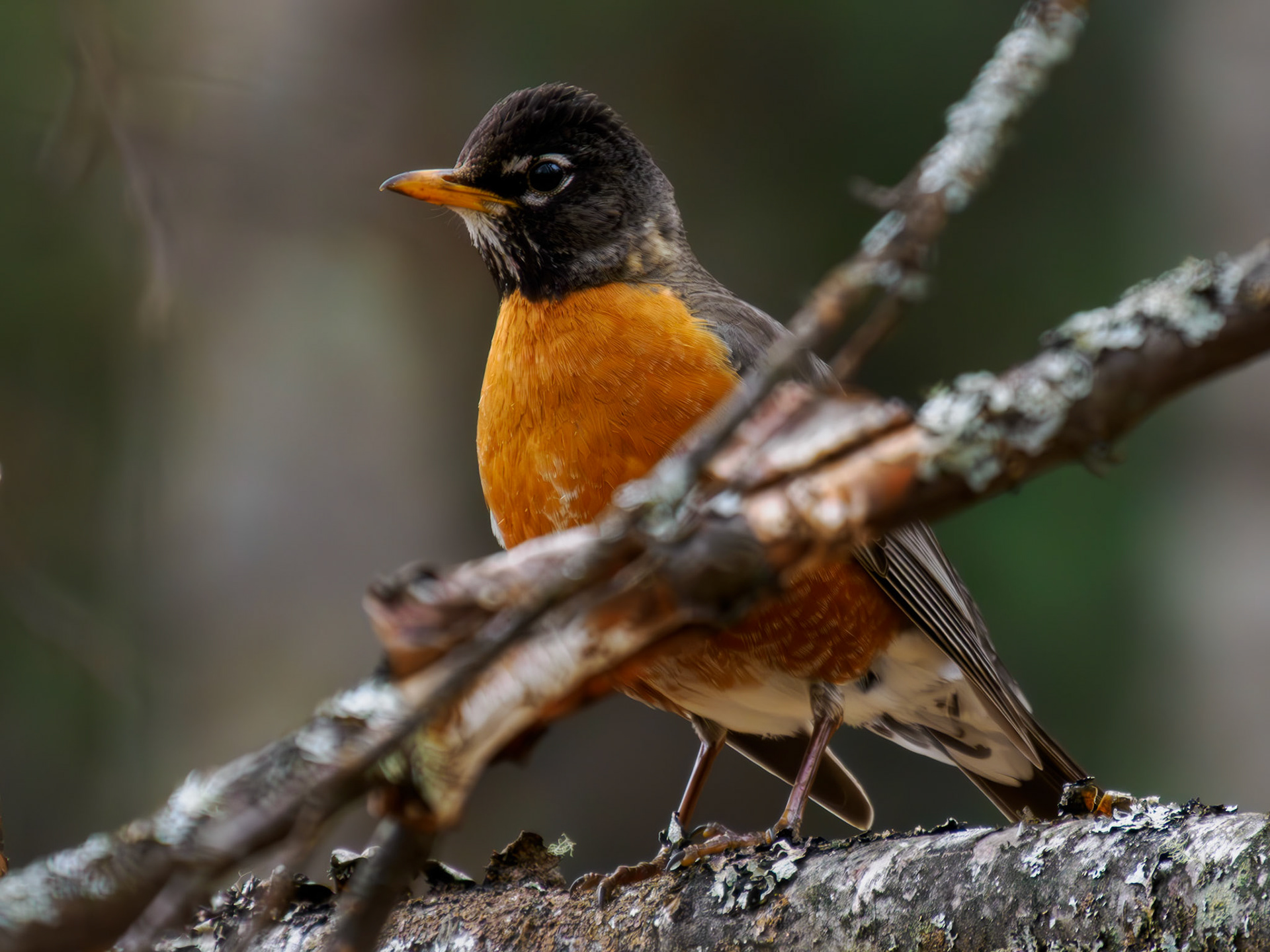 American Robin