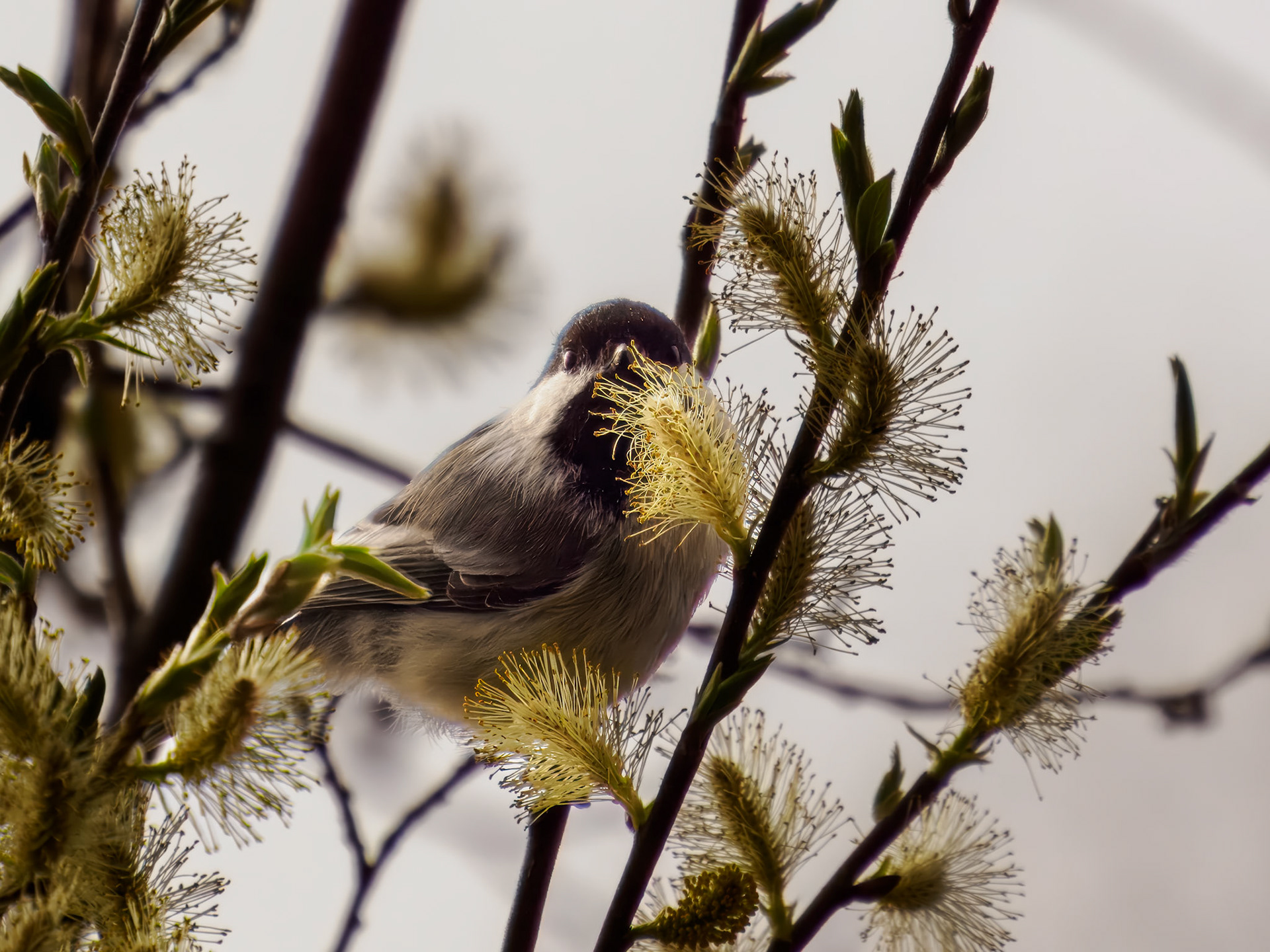 Black=capped Chickadee