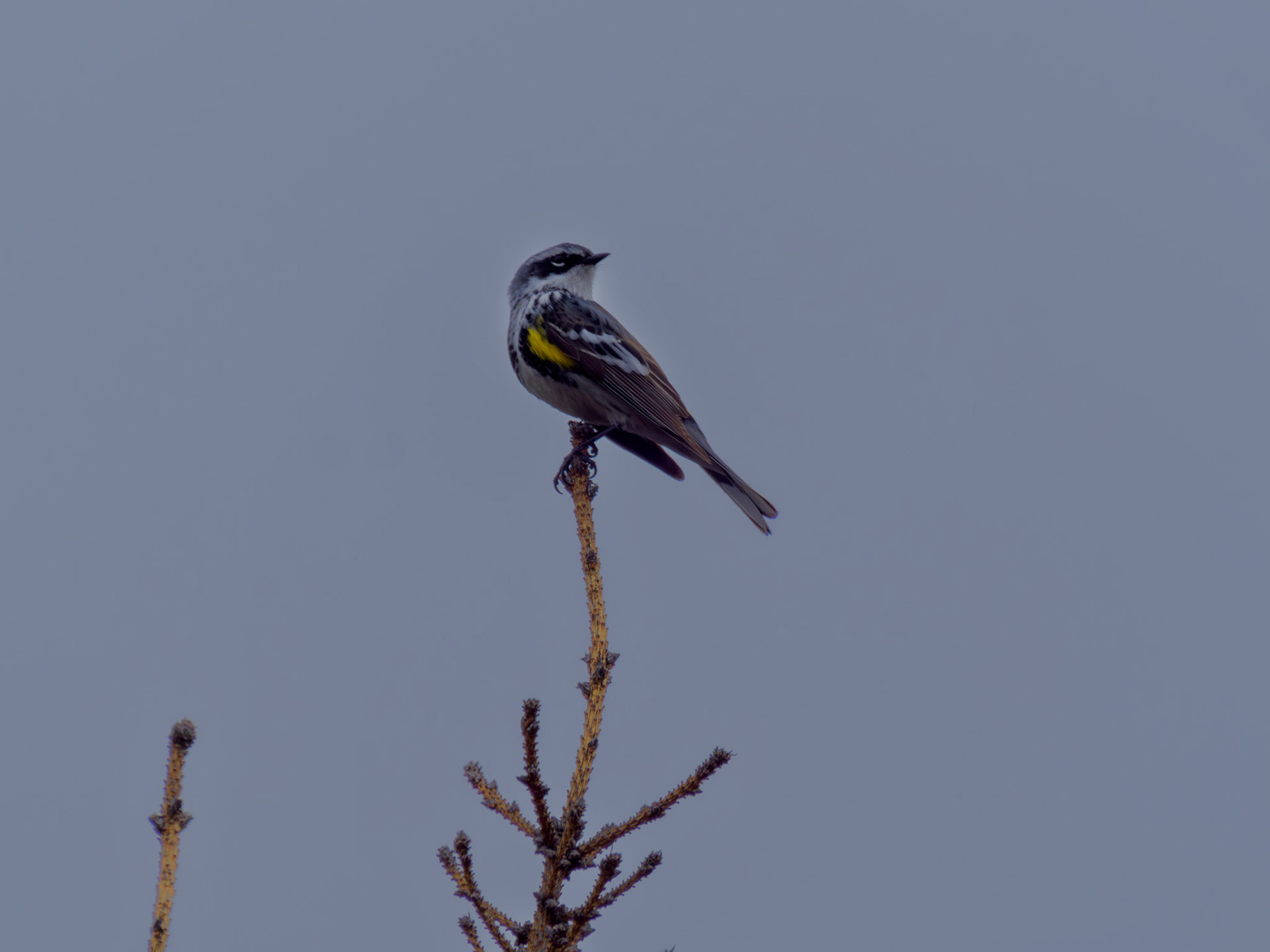 Yellow-rumped Warbler