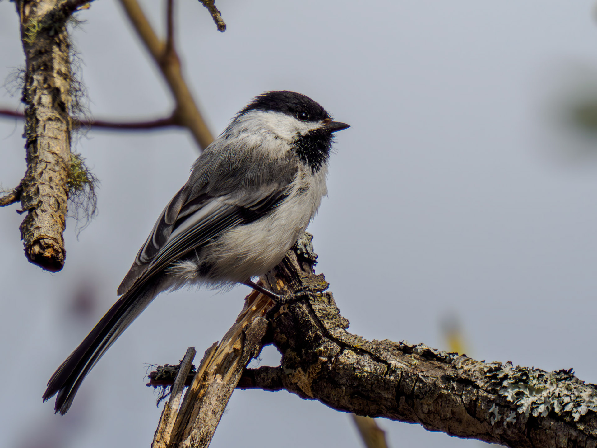 Black-capped Chickadee