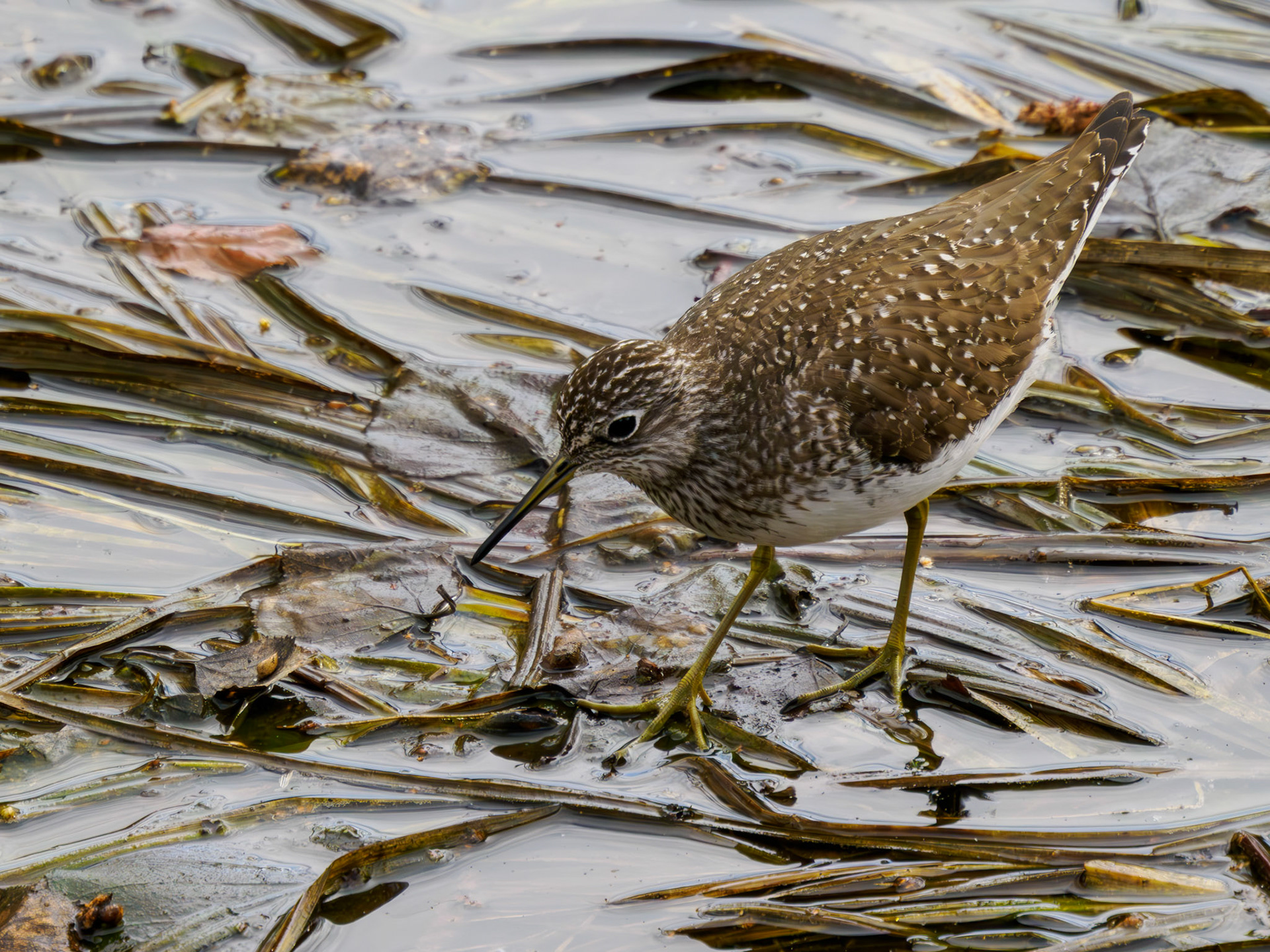 Solitary Sandpiper
