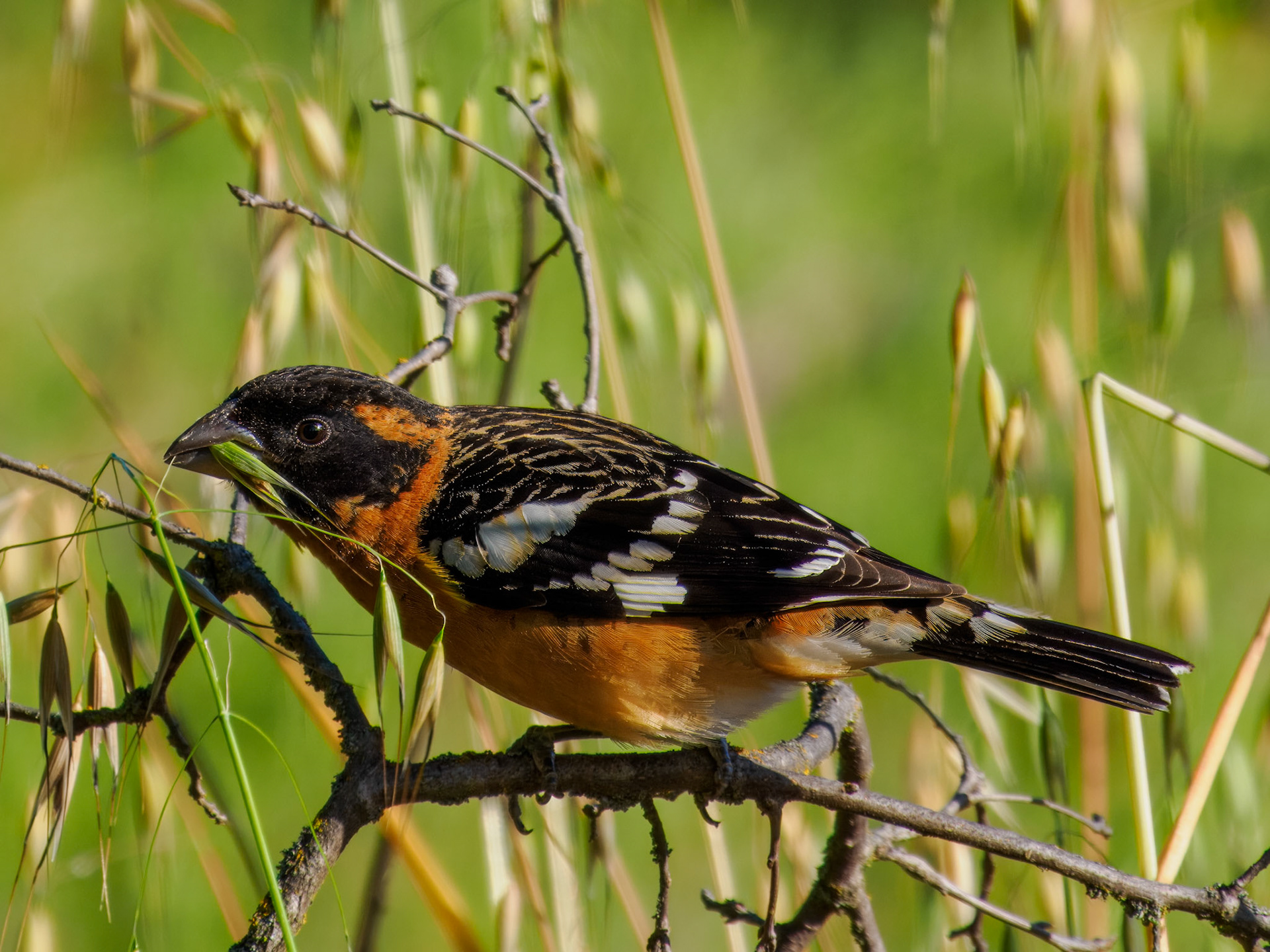 Black-headed Grosbeak