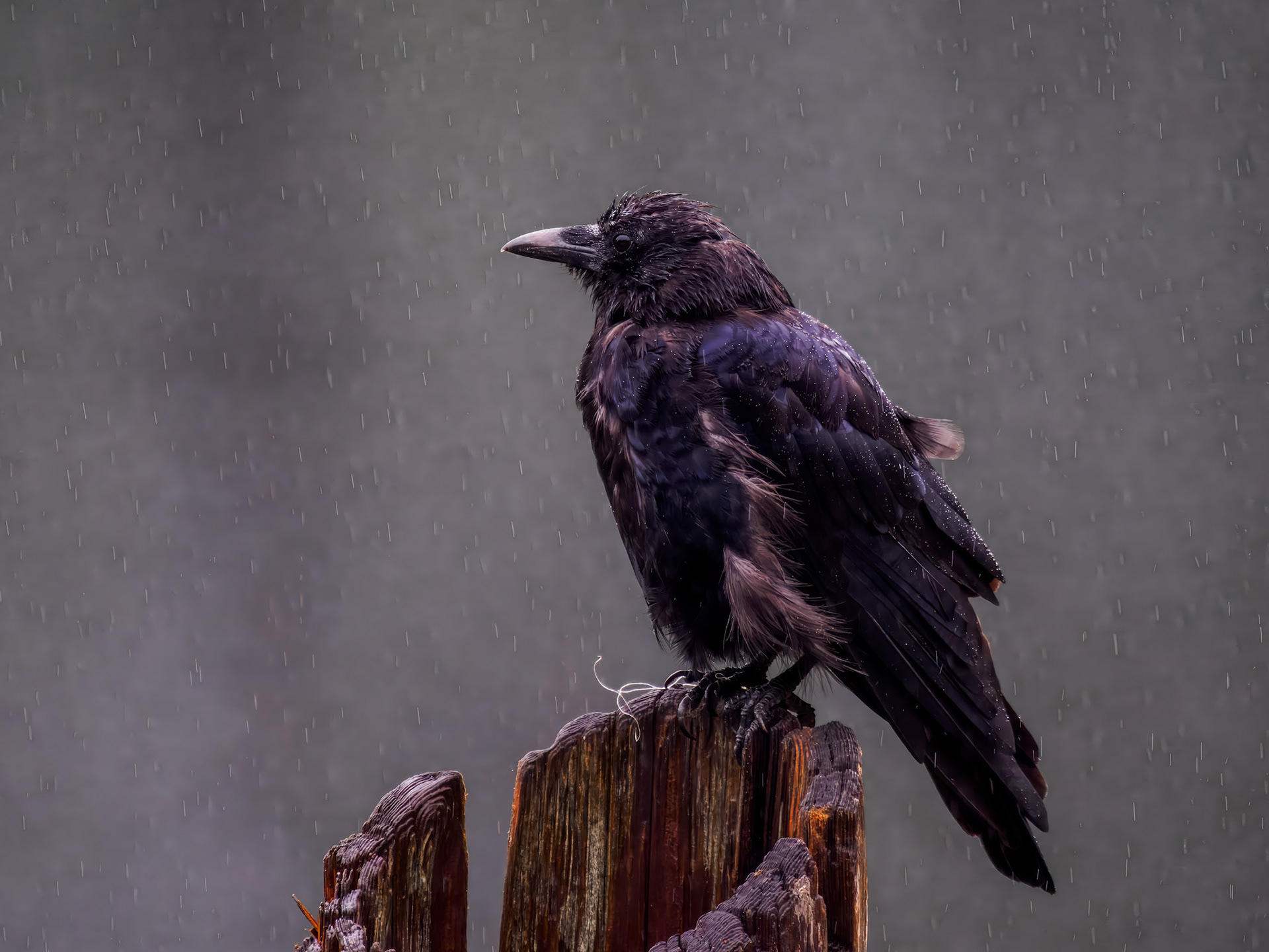 Common Raven in the rain