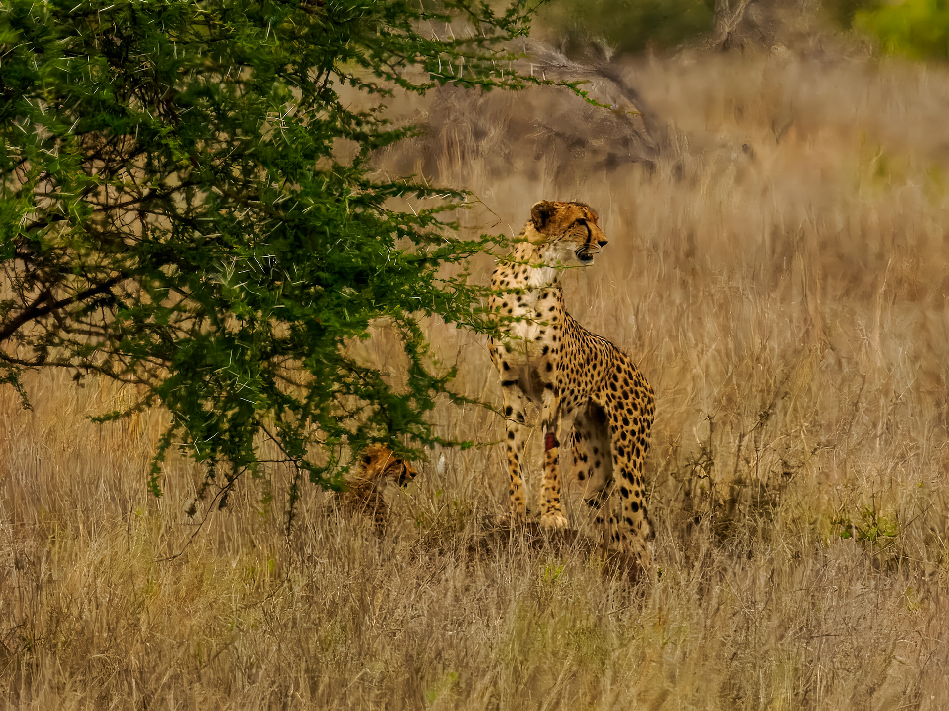 Leopard