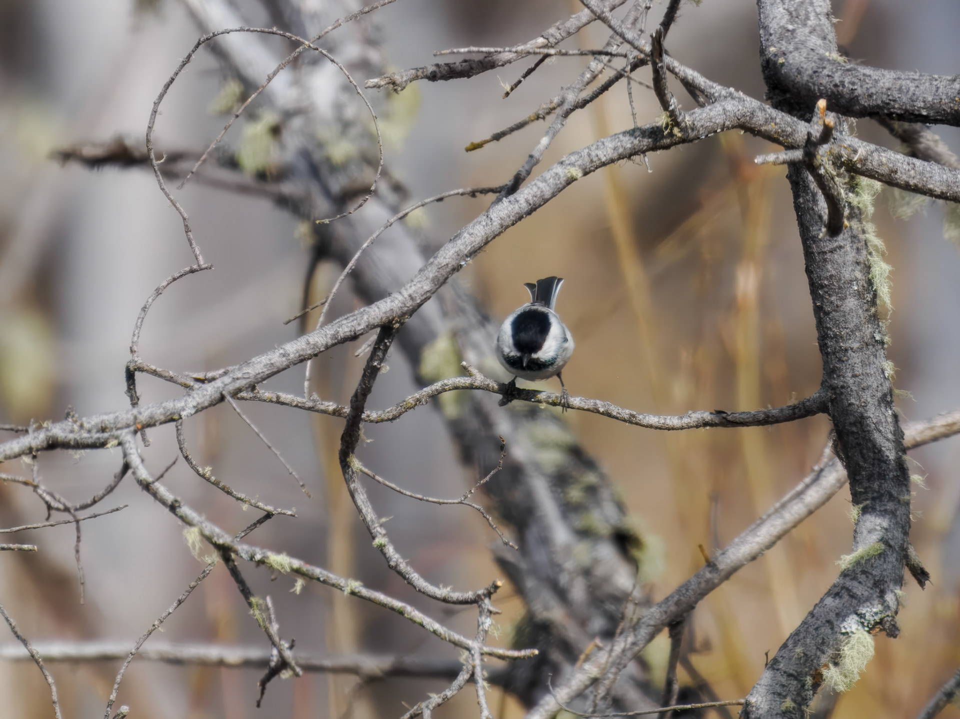Black-capped Chickadee