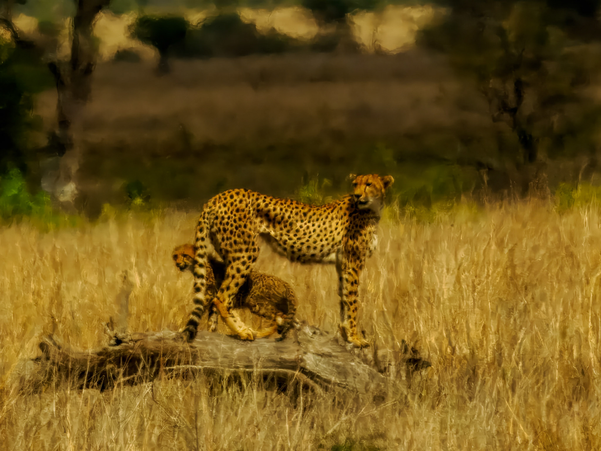 Leopard