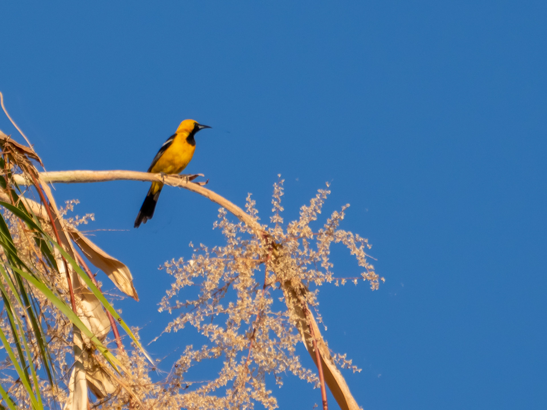Hooded Oriole