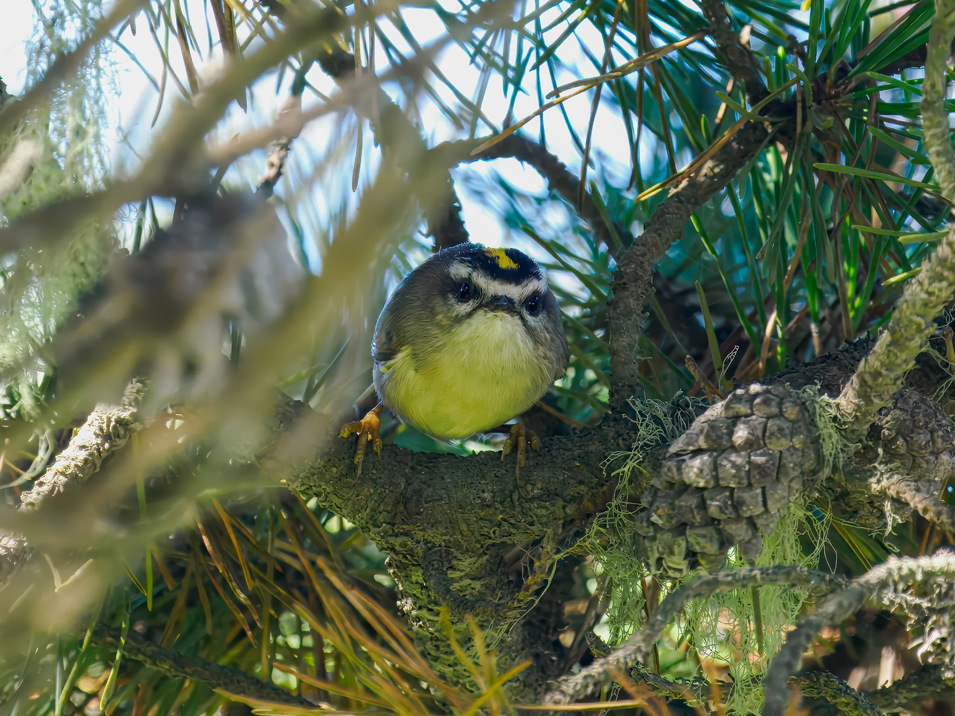 Golden-crowned Kinglet