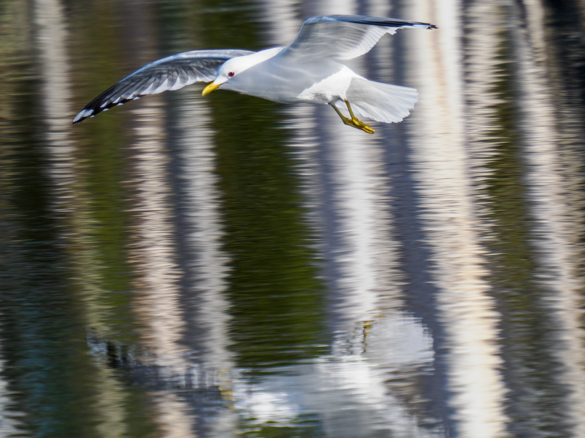 Short-billed Gull
