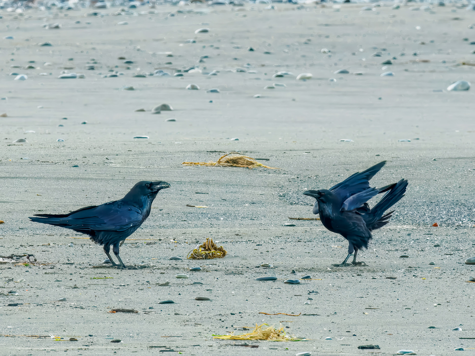 Common Raven