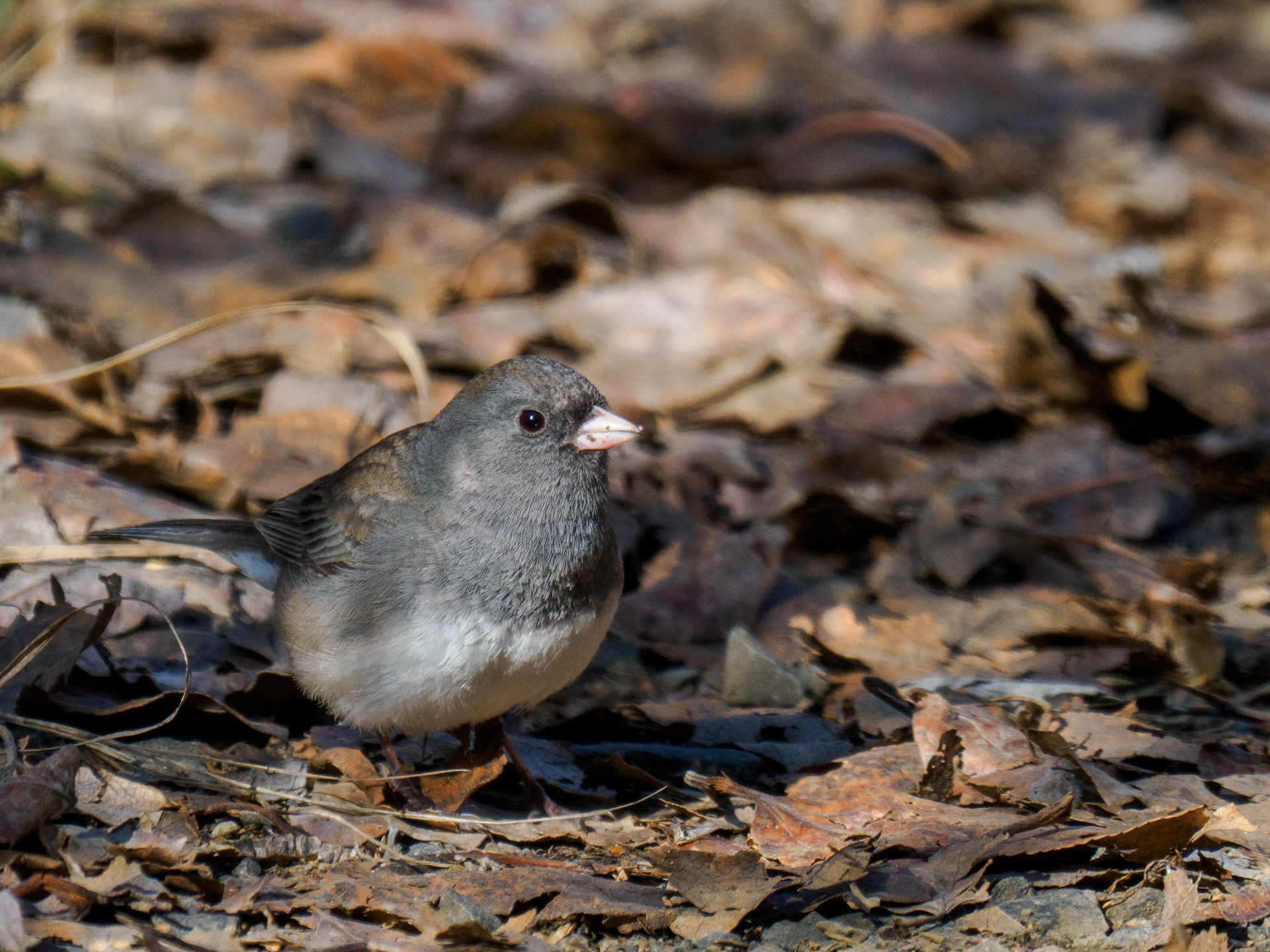 Dark-eyed Junco