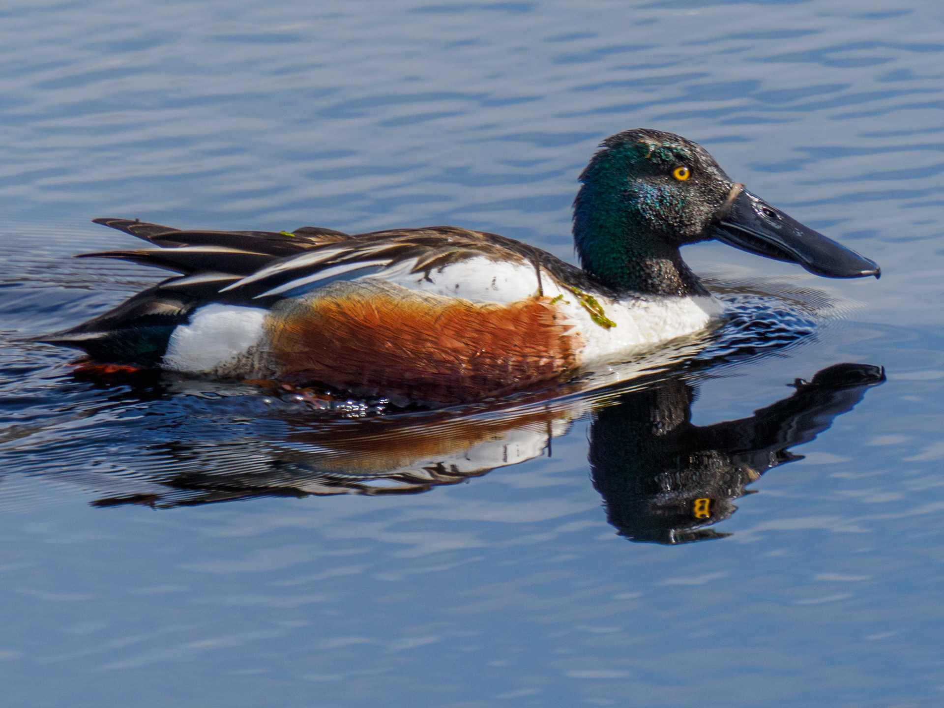 Northern Shoveler