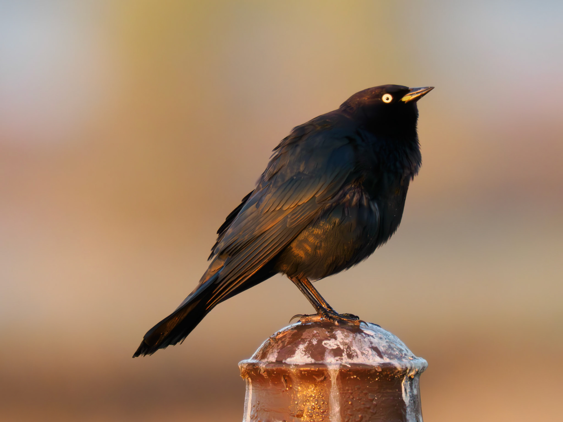 Brewer's Blackbird