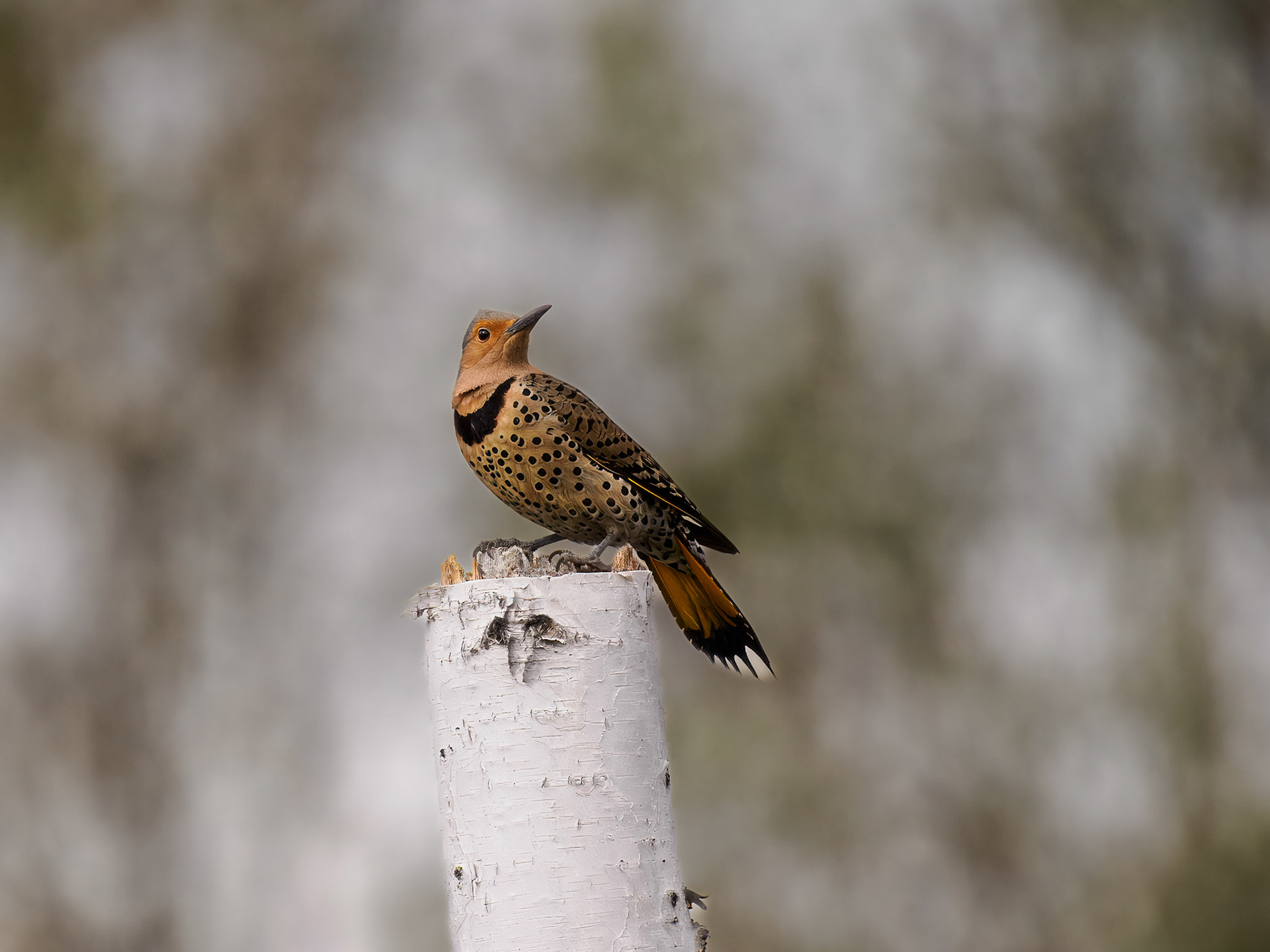 female Nothern Flicker (yellow-shafted)