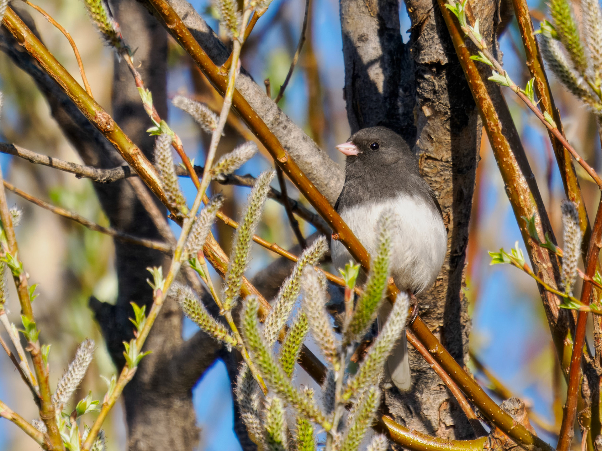 Dark-eyed Junco