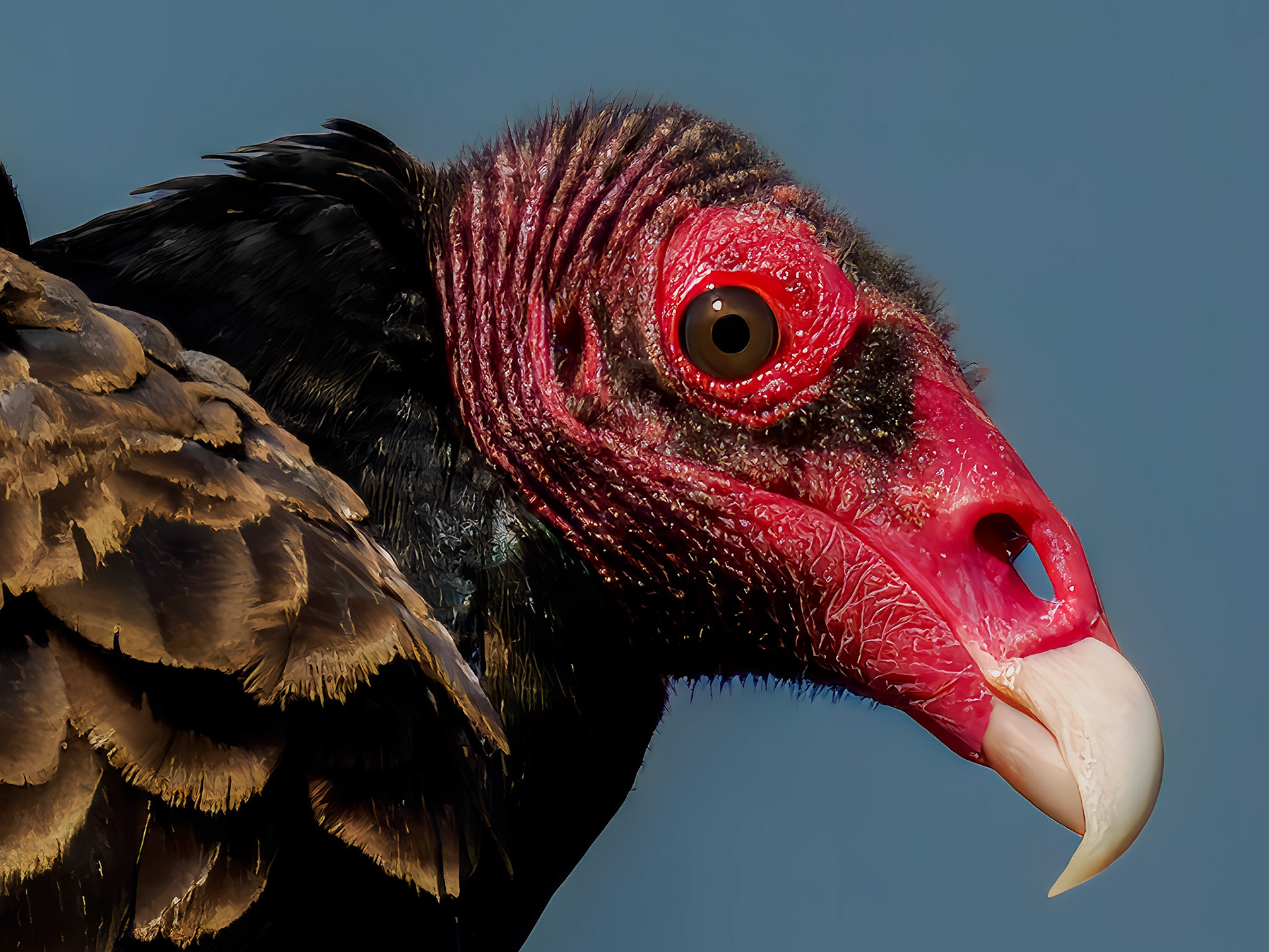 Turkey Vulture