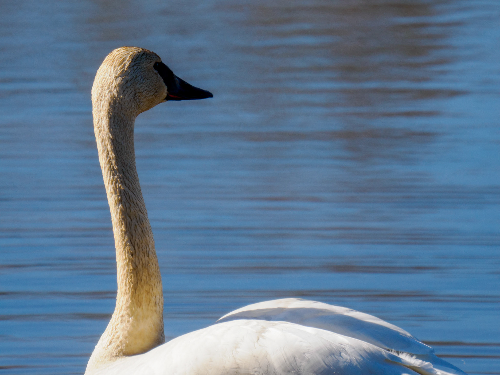 Trumpeter Swan