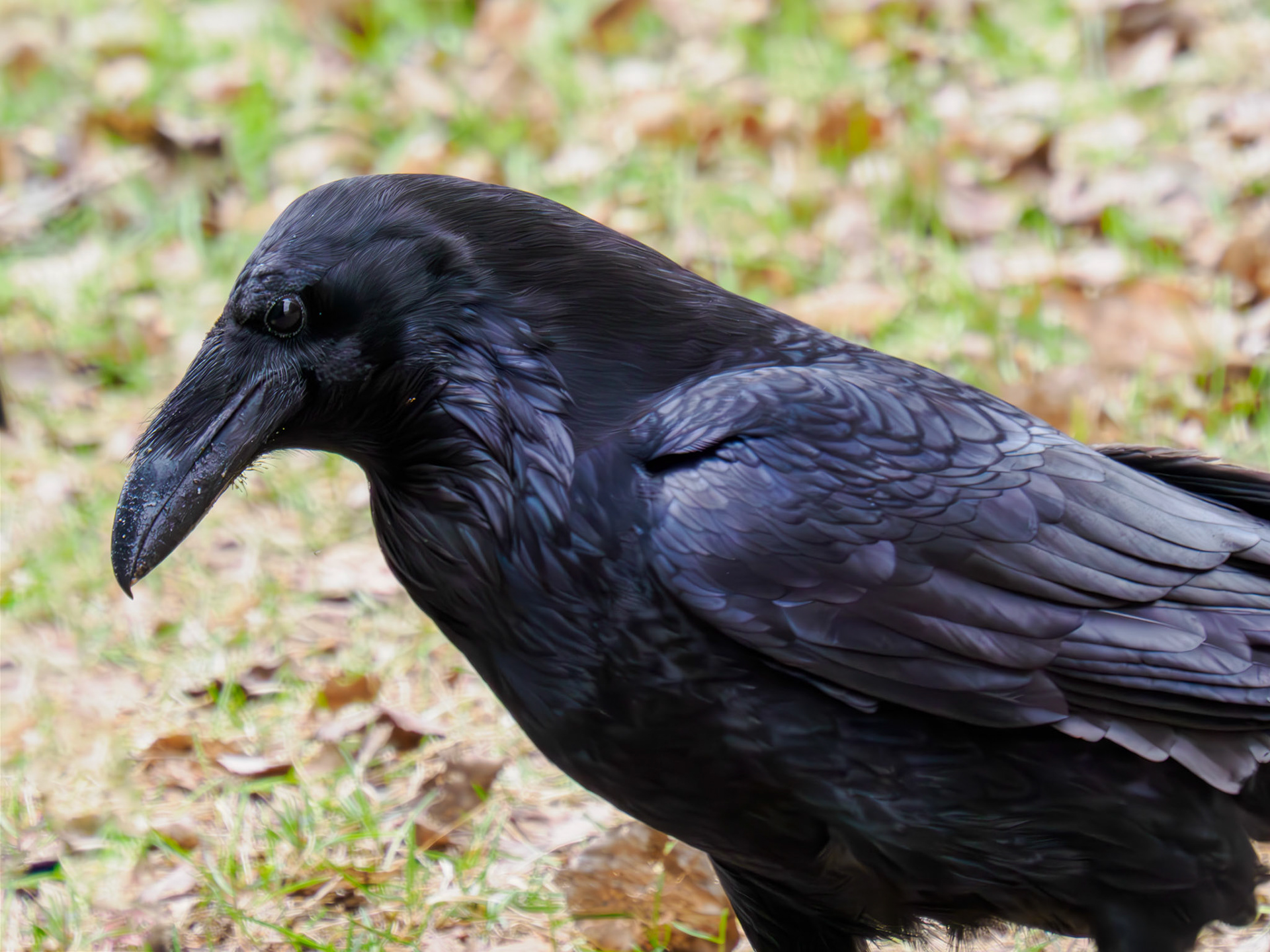Common Raven