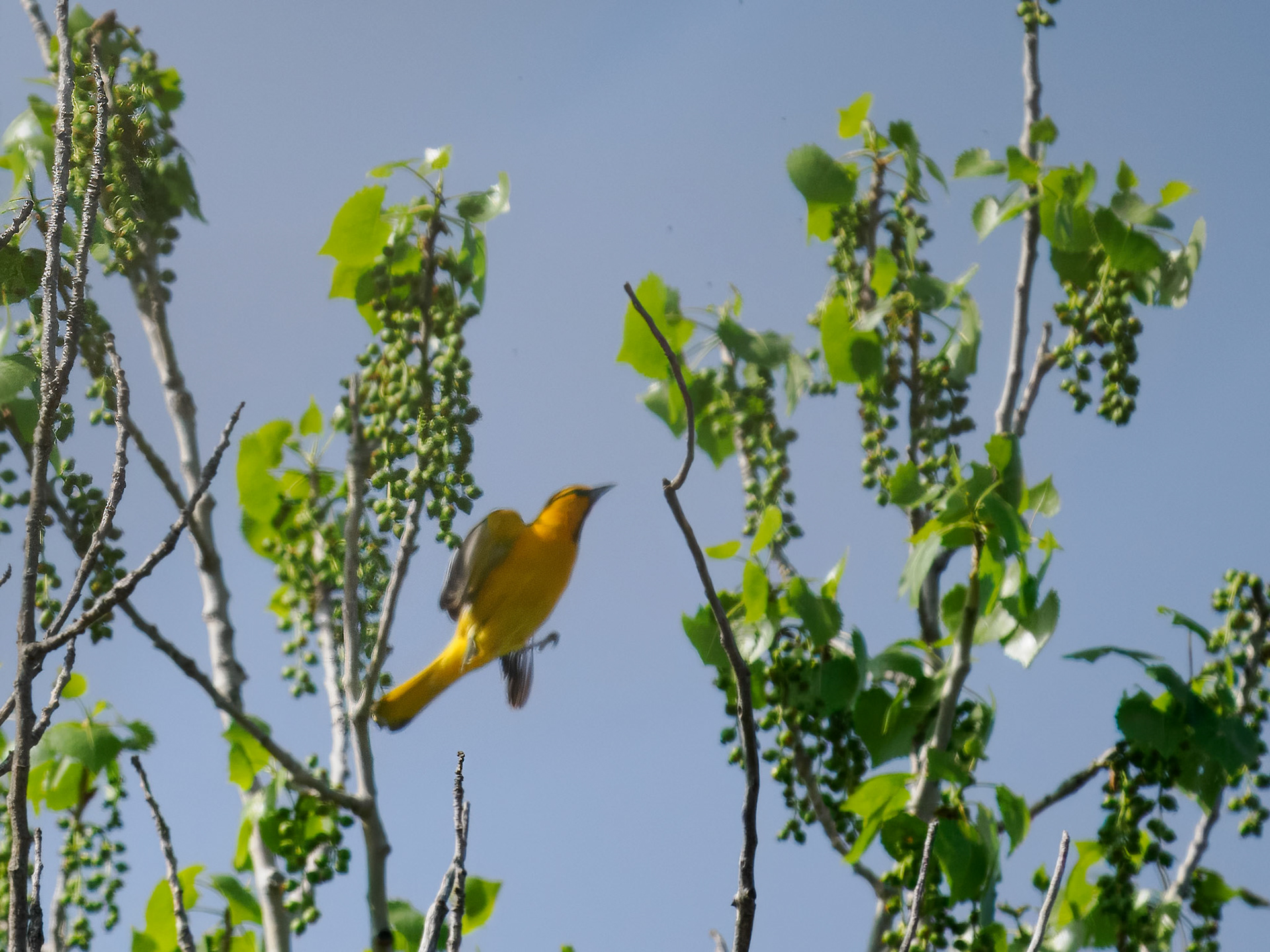 male Bullock's Oriole