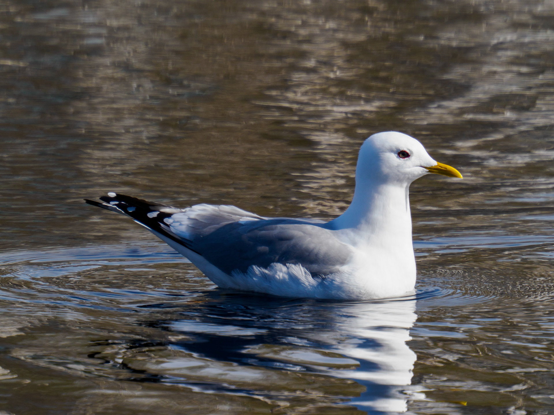 Short-billed Gull
