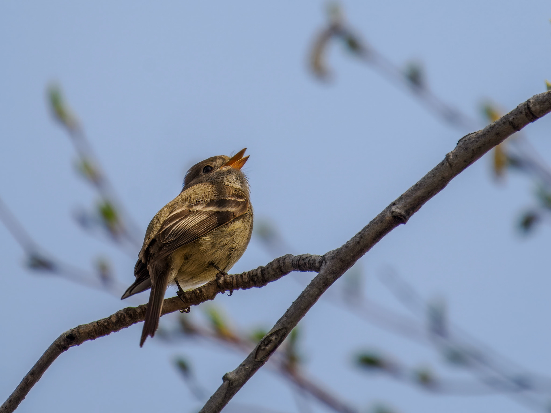 Hammond's Flycatcher