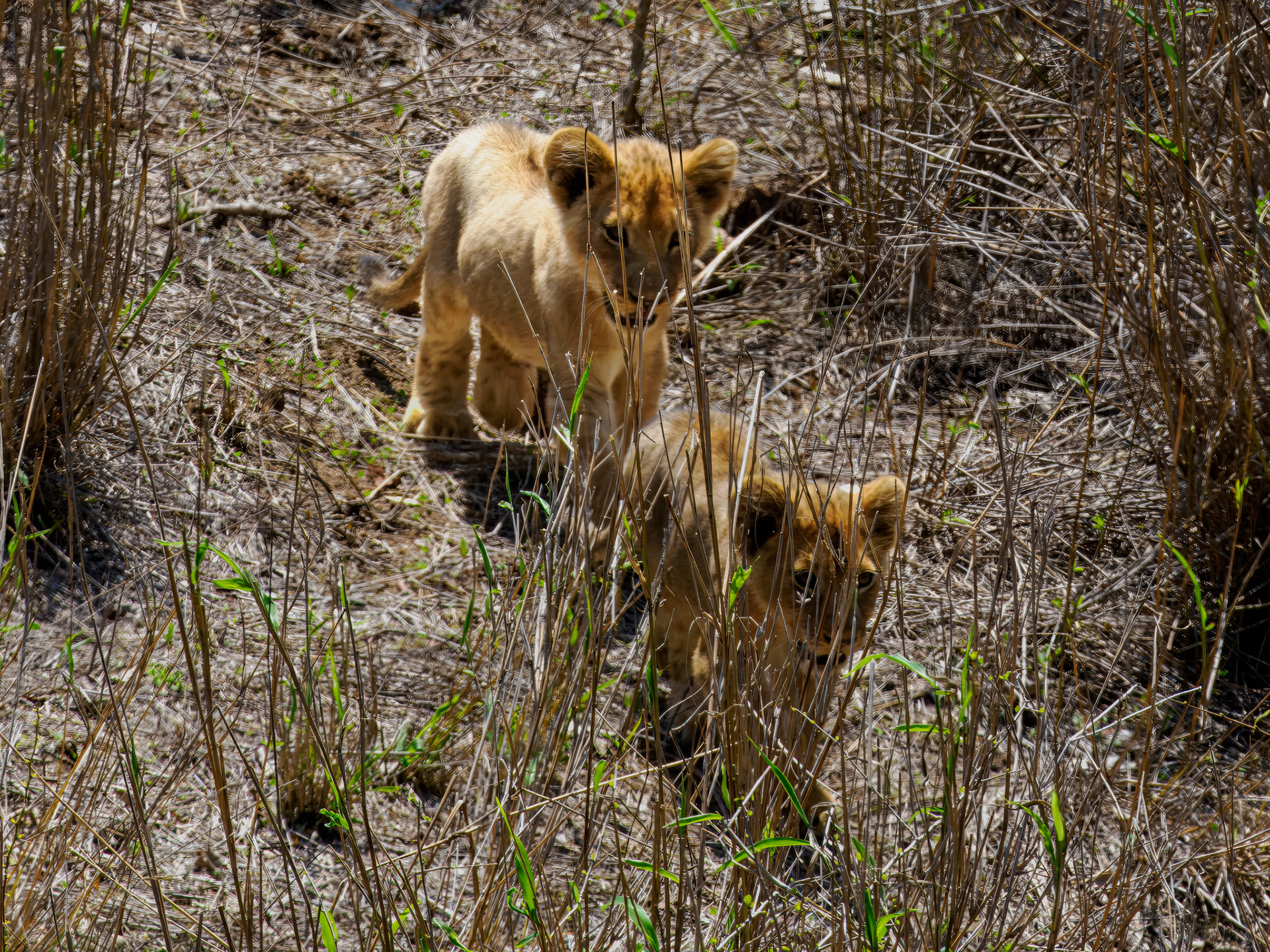 Lion cubs