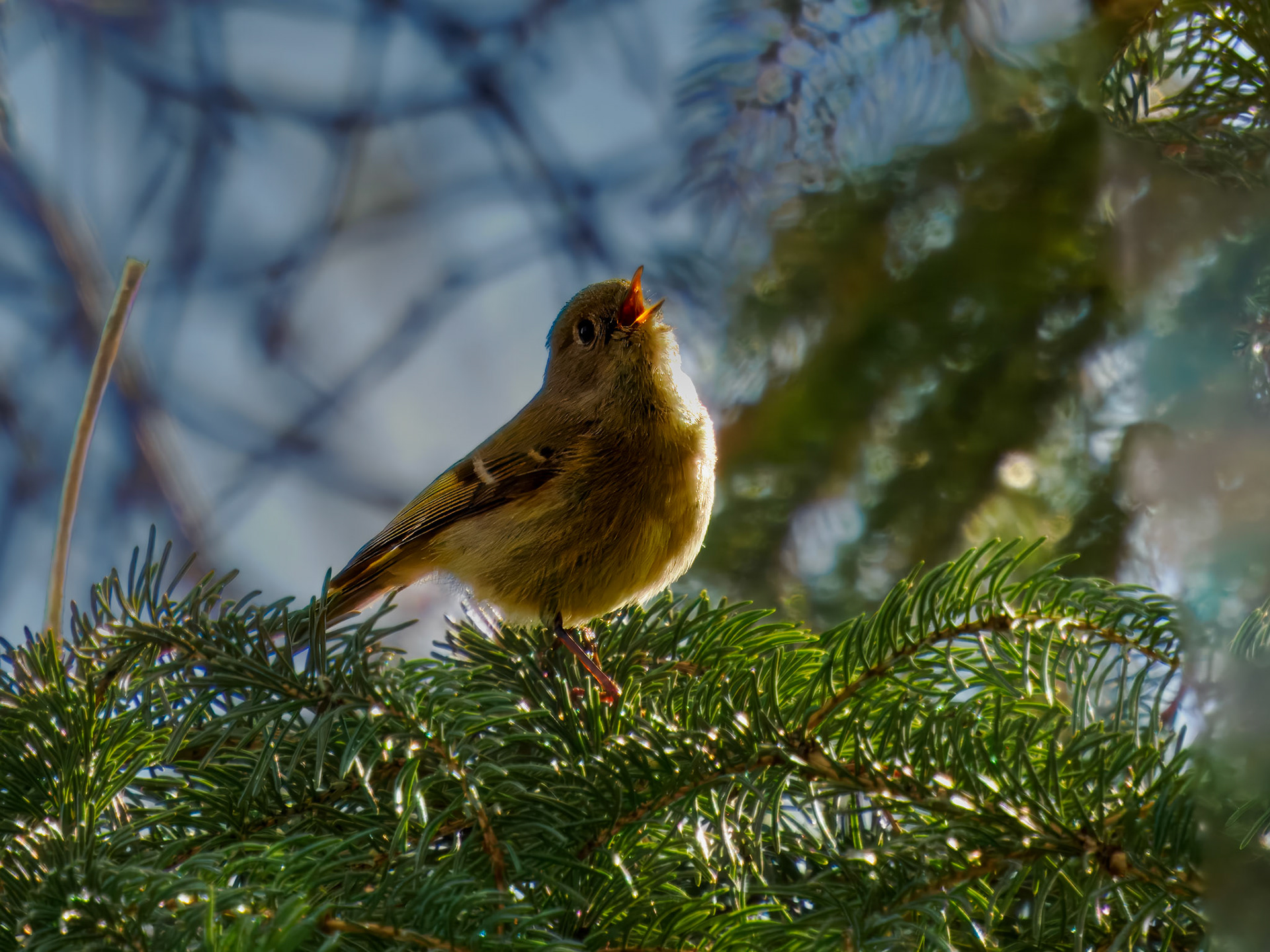 Ruby-crowned Kinglet