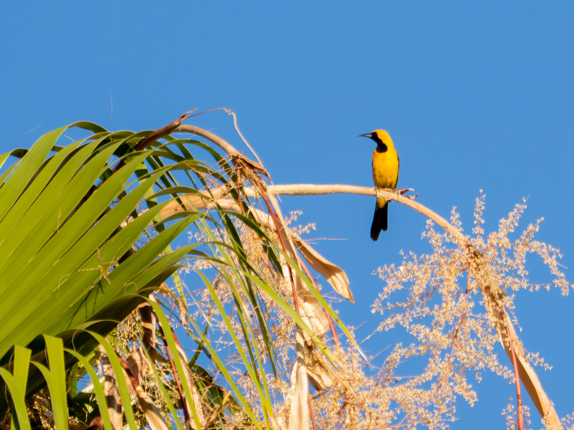 Hooded Oriole