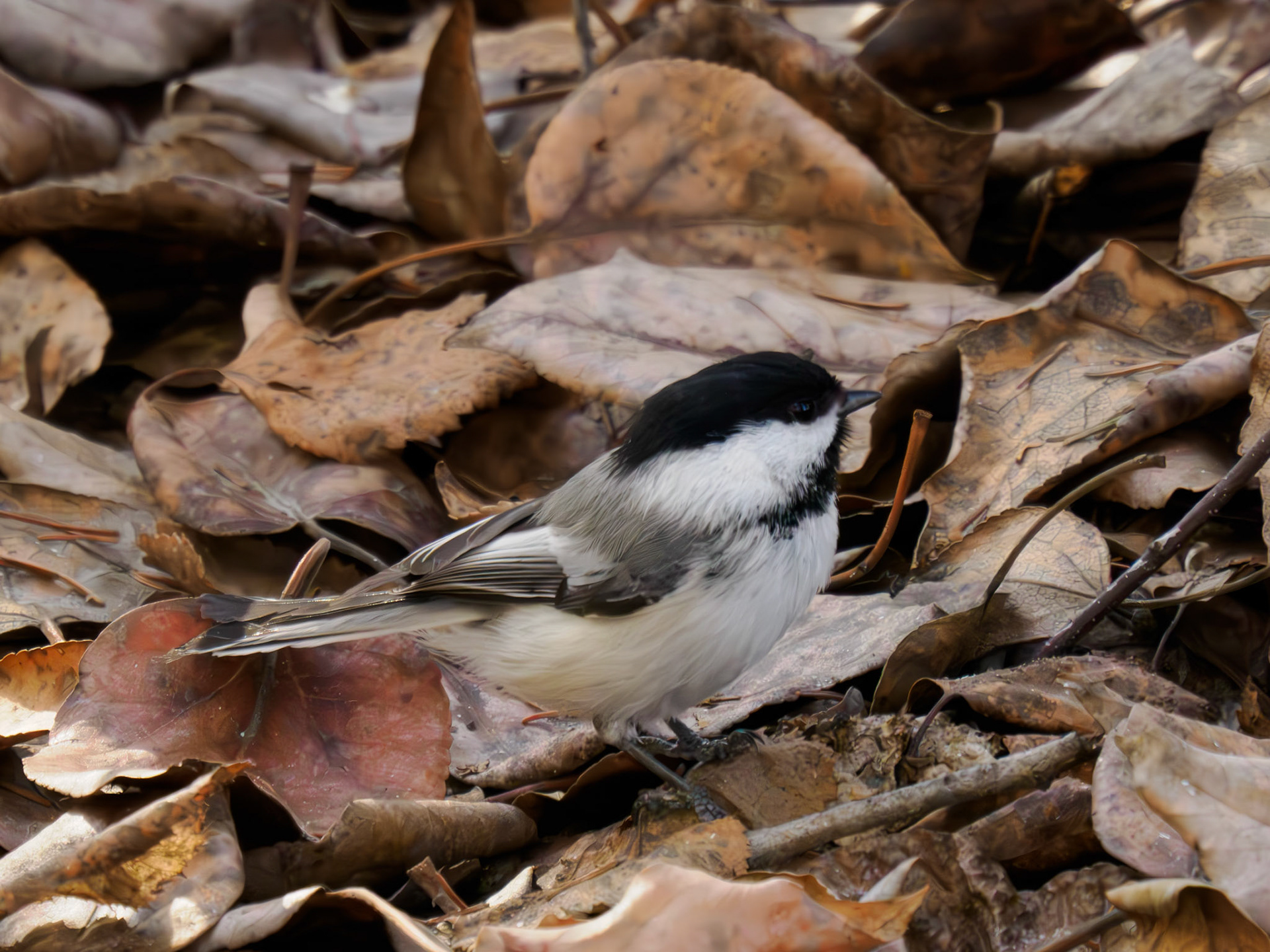 Black-capped Chickadee