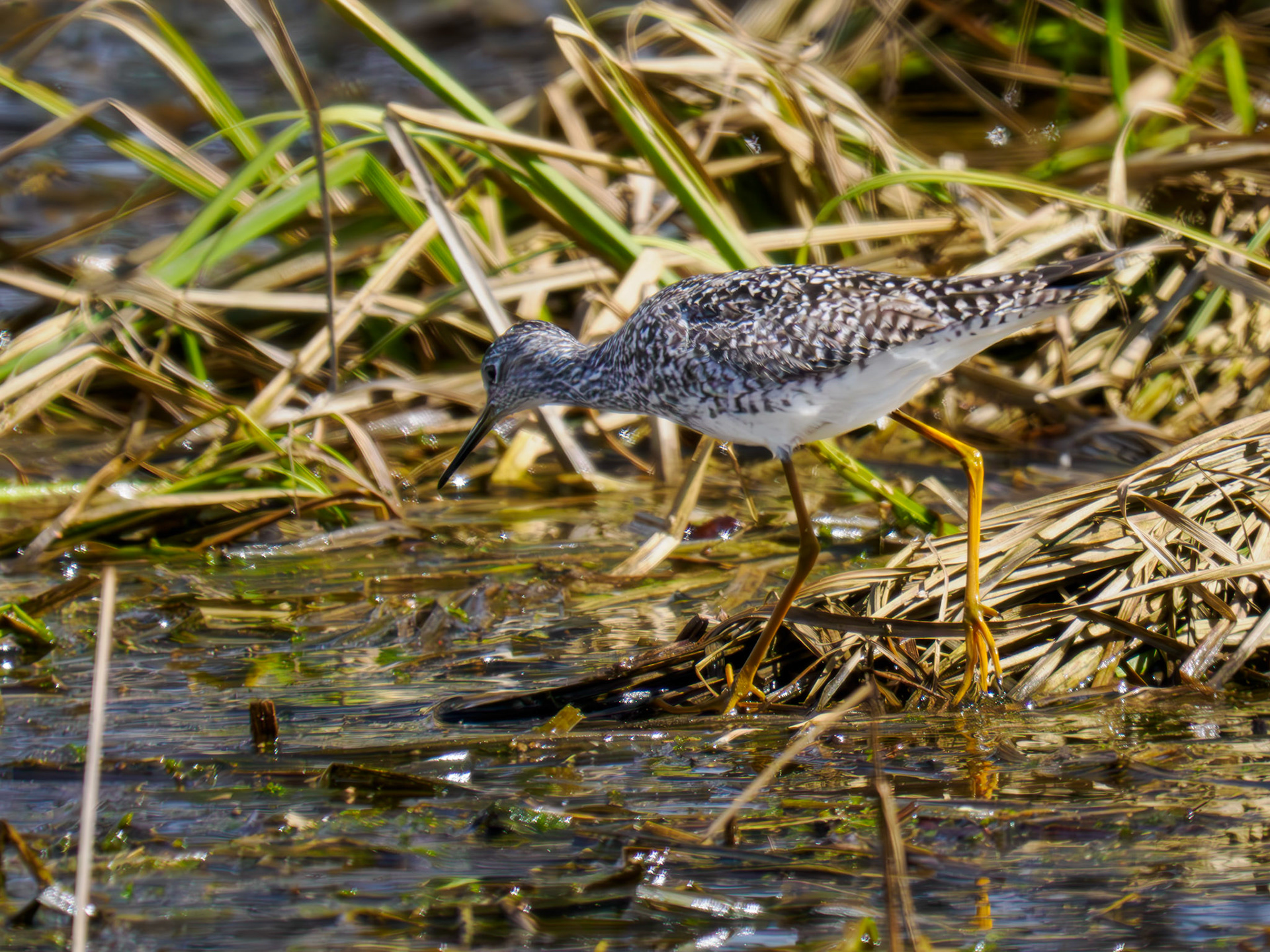 Lesser Yellowlegs