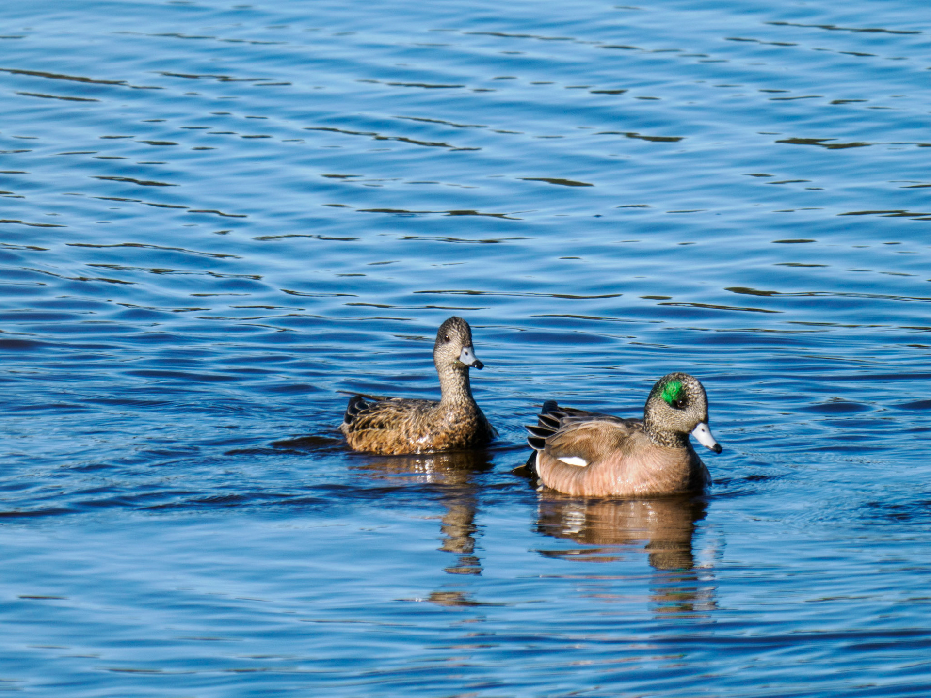 American Wigeon