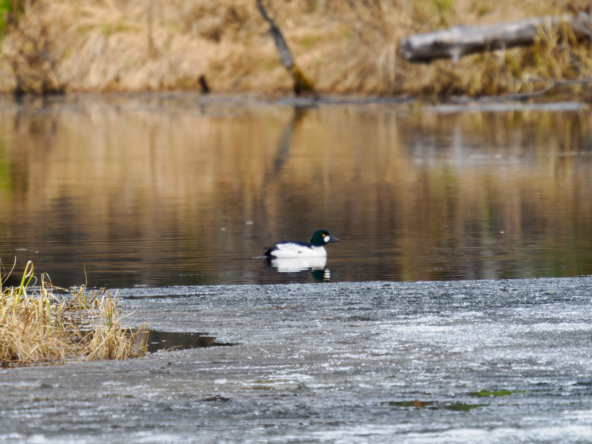 Common Goldeneye