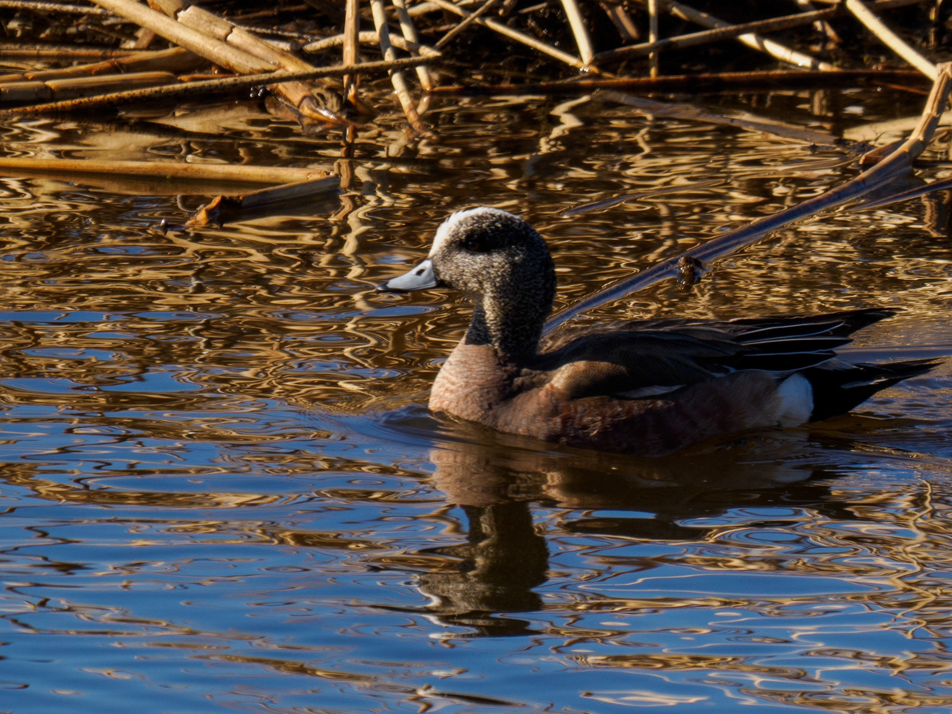 American Wigeon