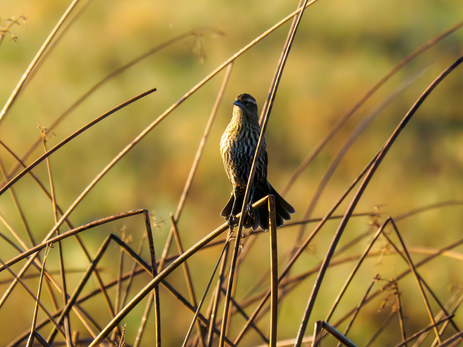 femalle Red-winged Blackbird