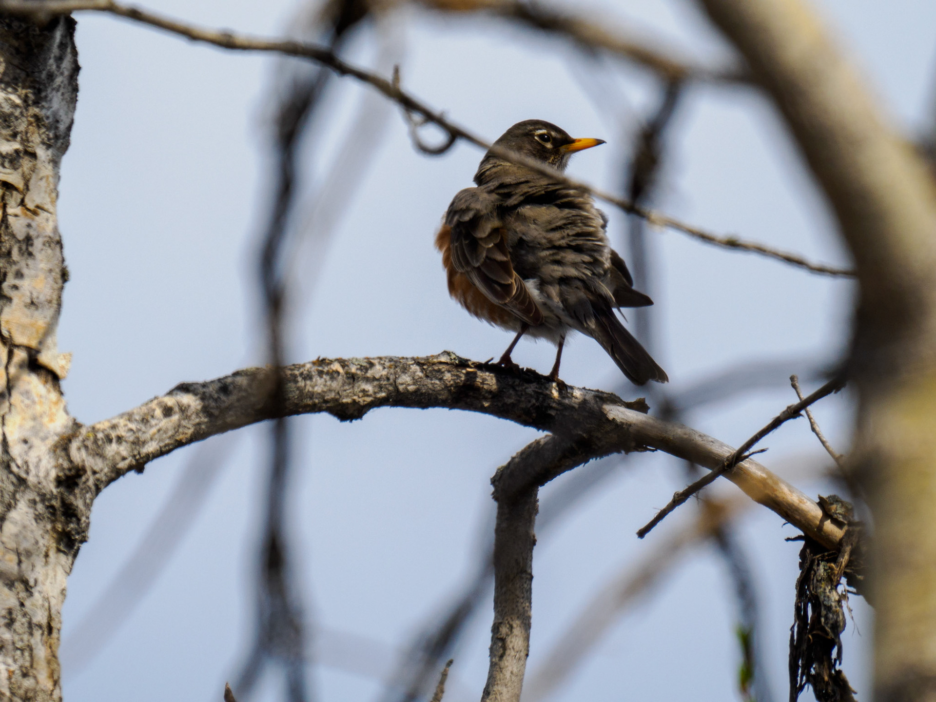 American Robin