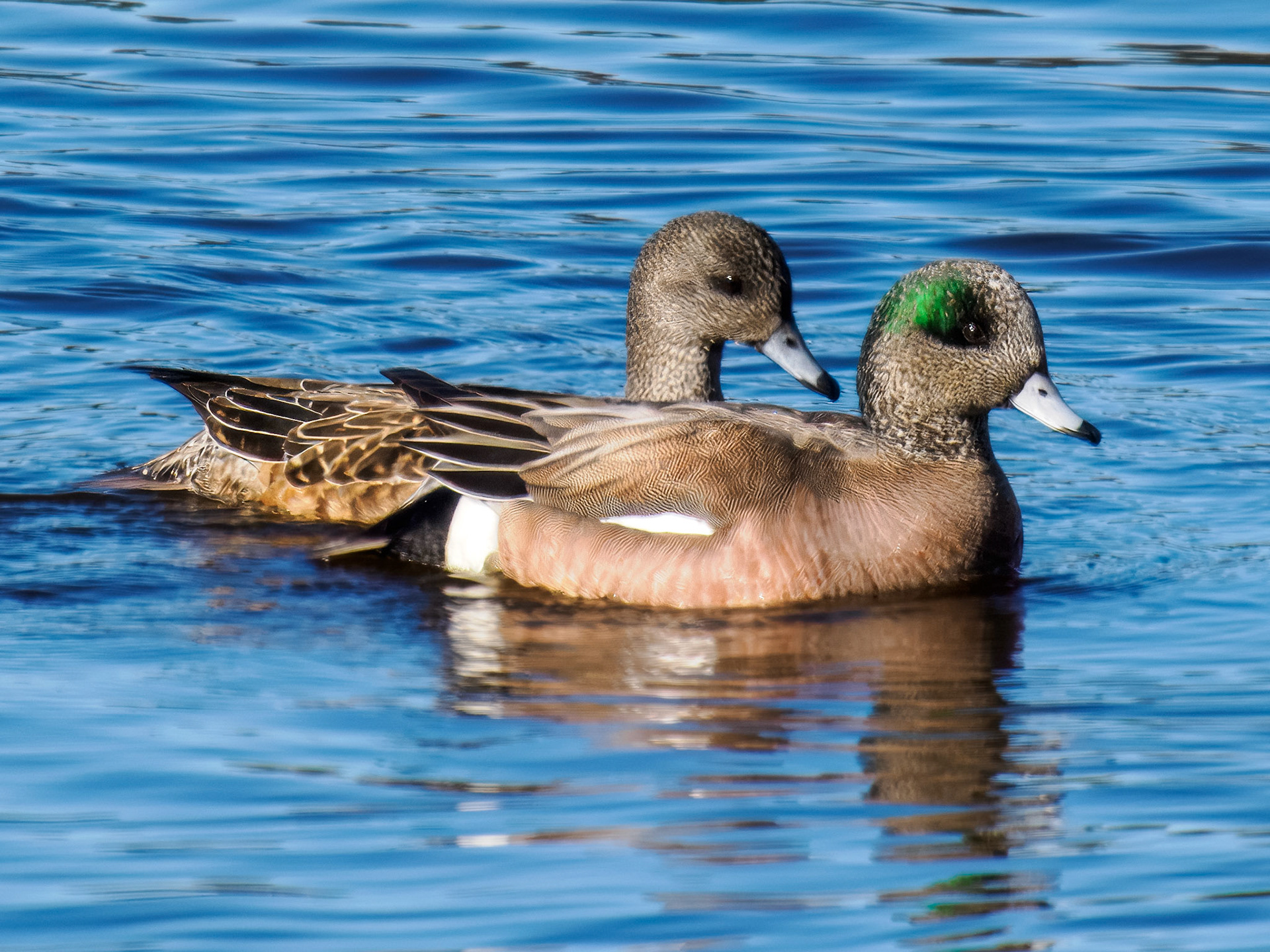 American Wigeon