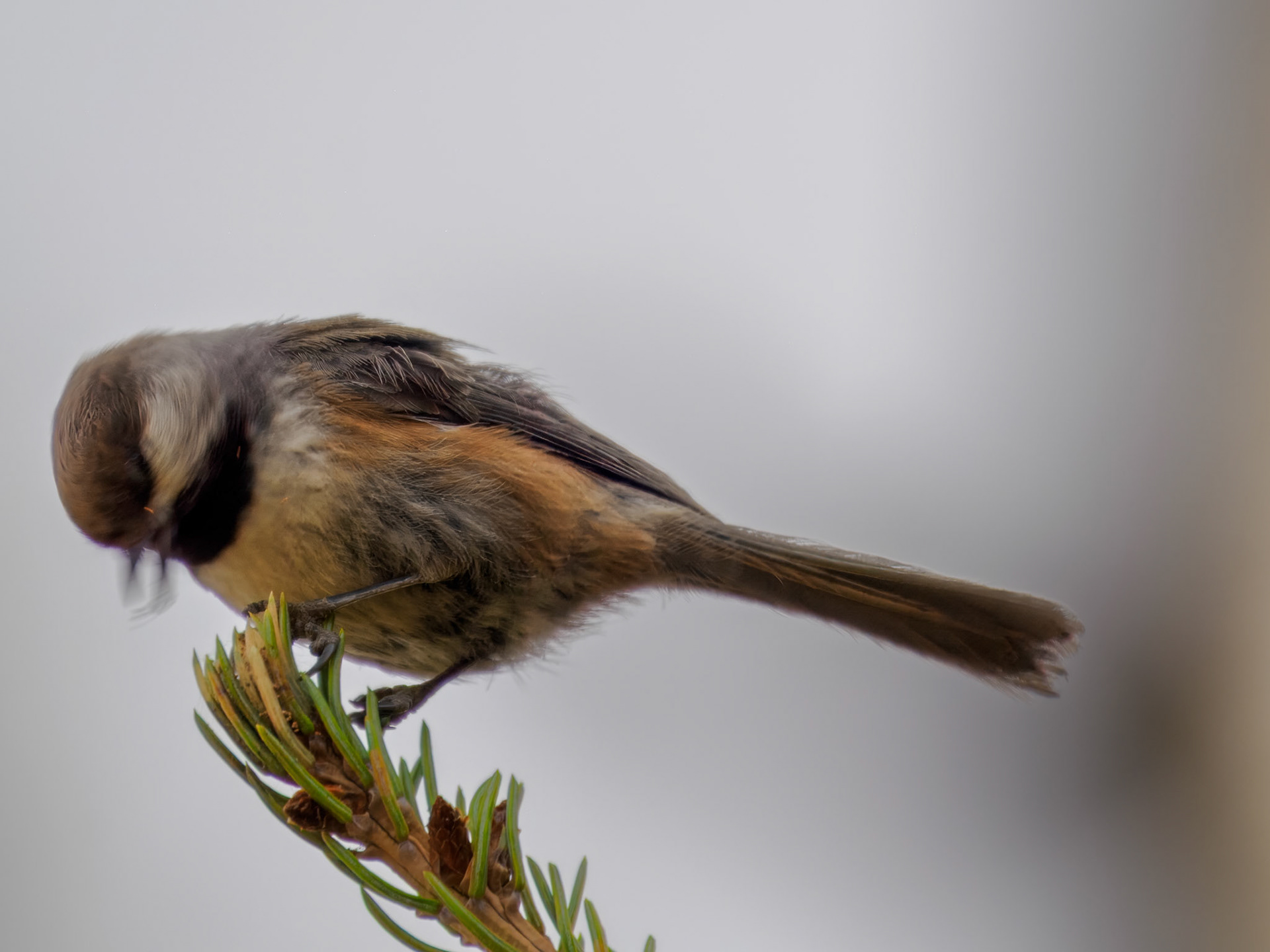 Boreal Chickadee