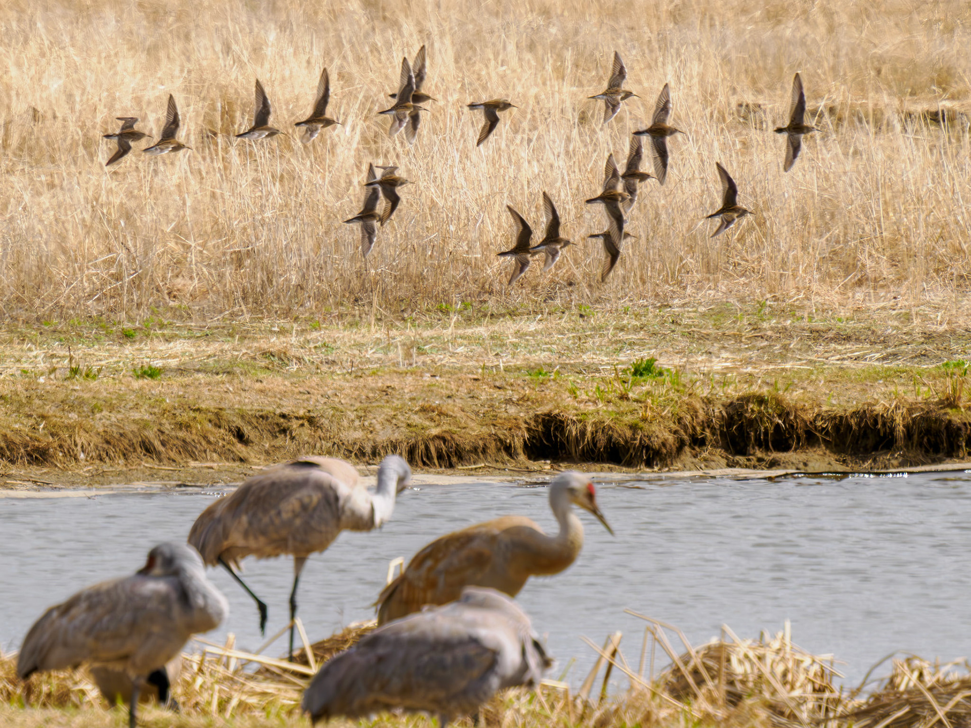 Pectoral Sandpipers and Sandhill Cranes