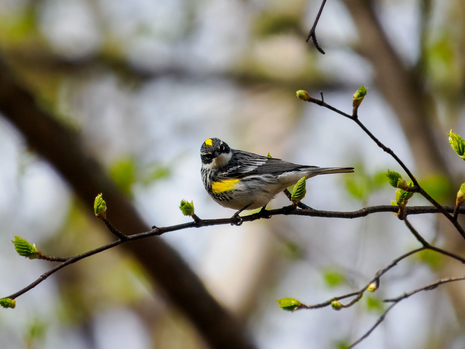 Yellow-rumped Warbler