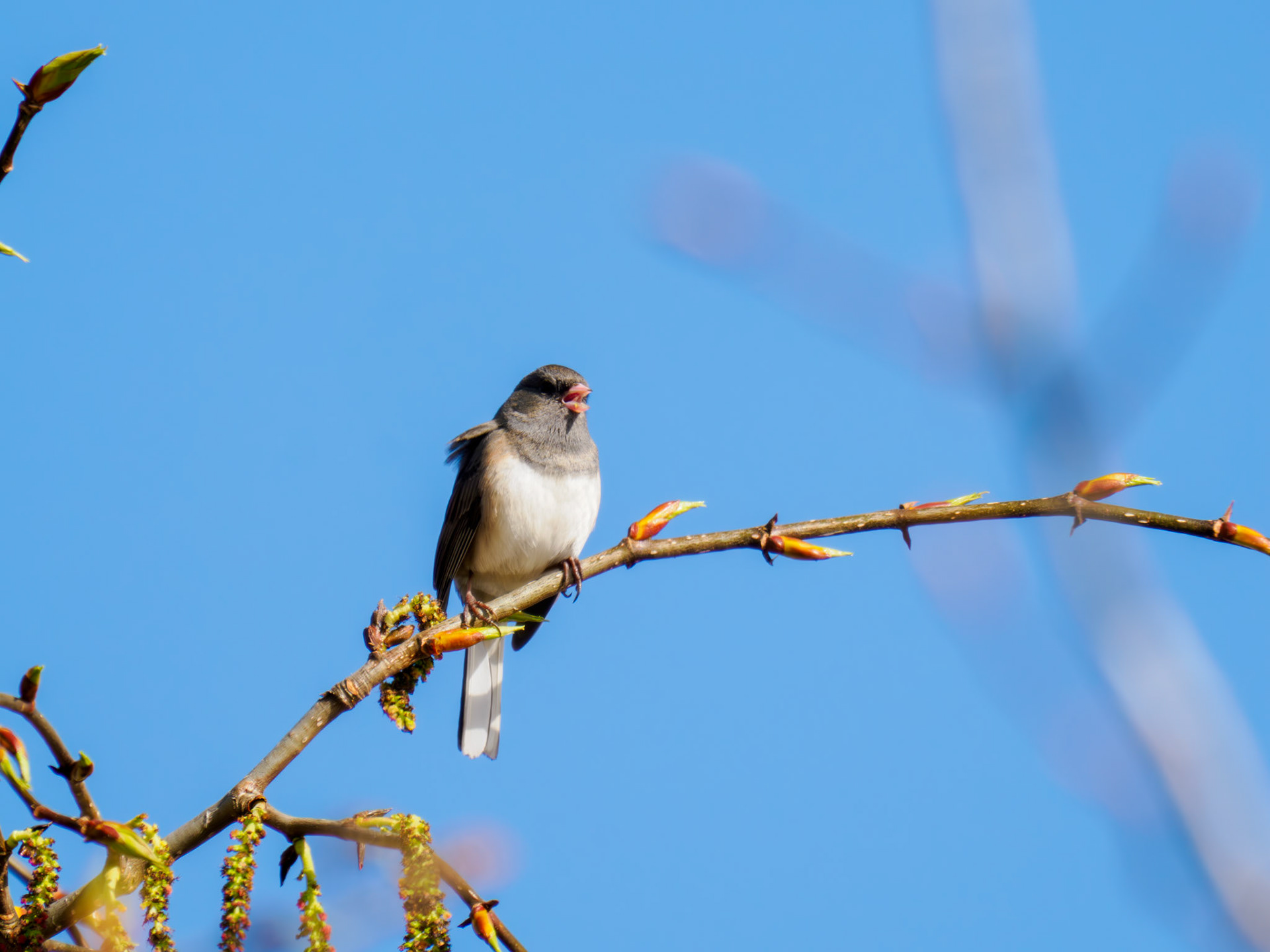 Dark-eyed Junco