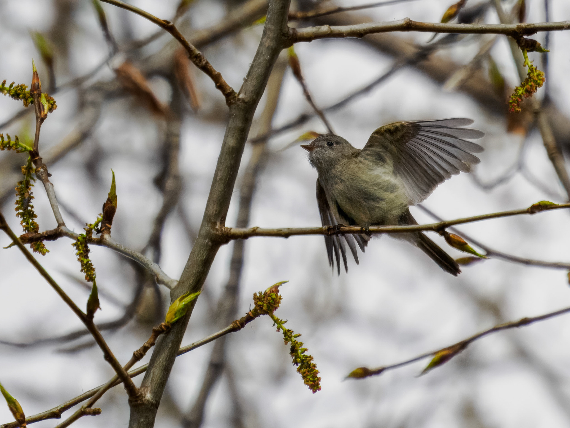 Hammond's Flycatcher