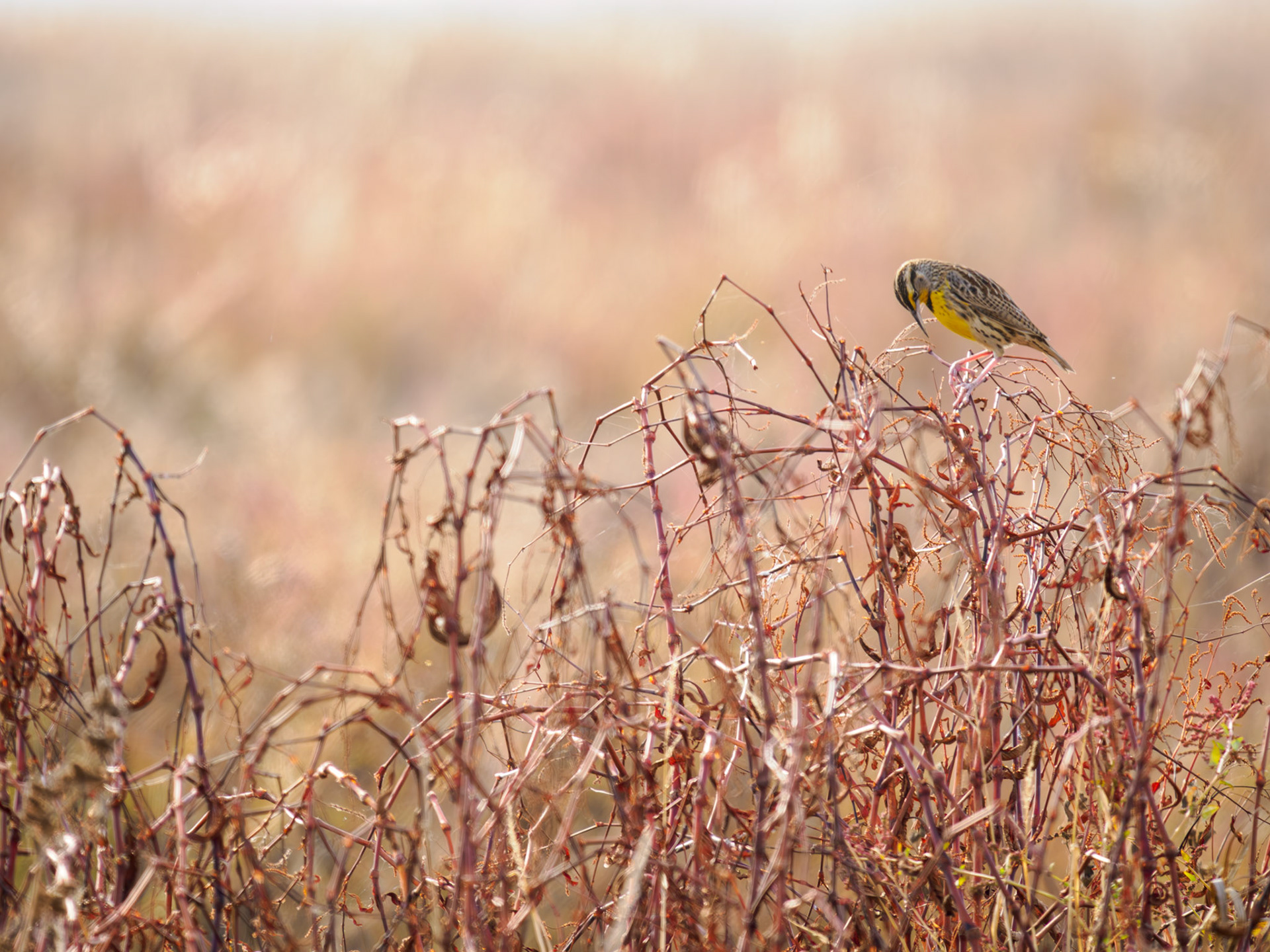 Wester Meadowlark
