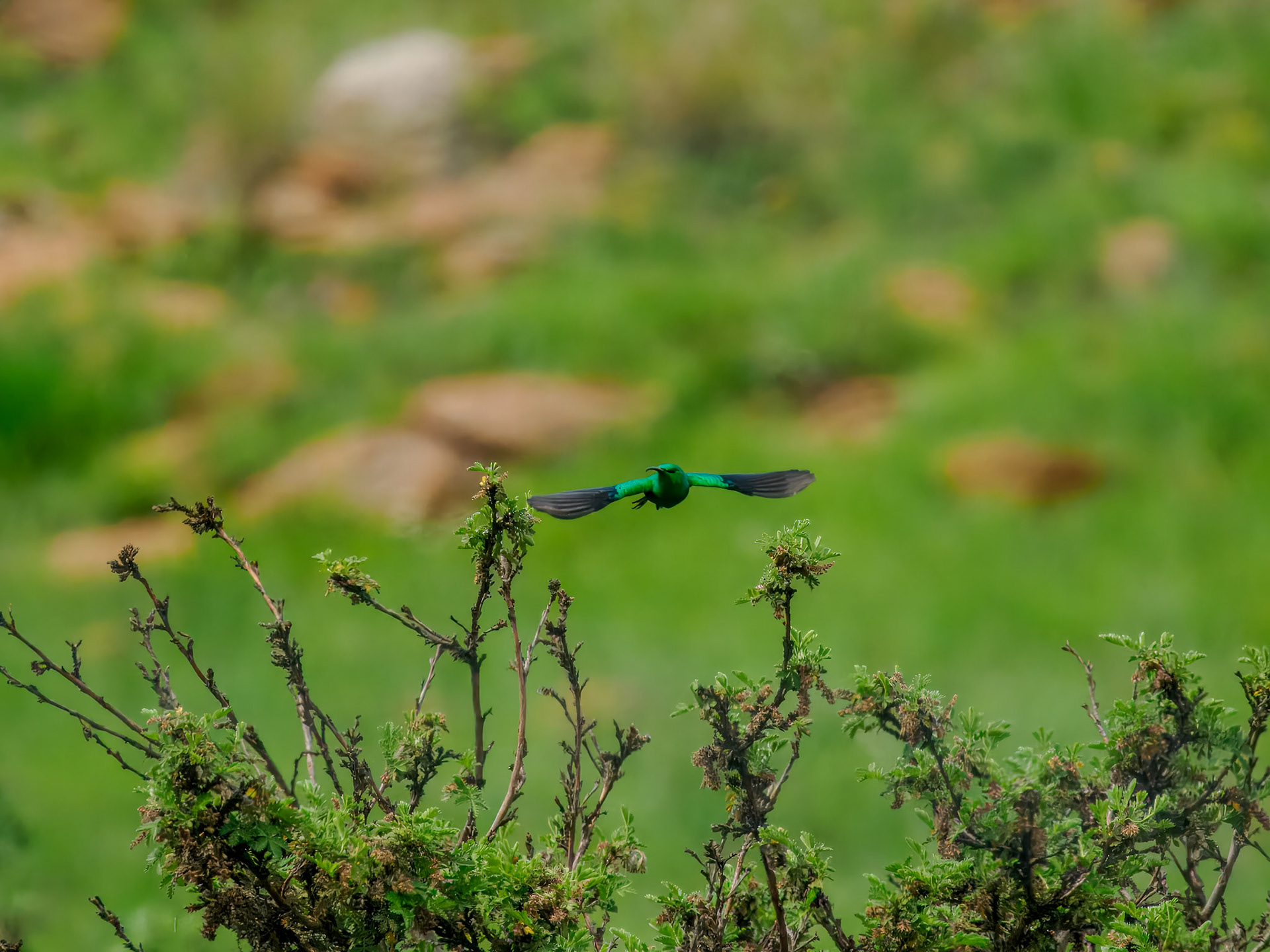 Malachite Sunbird