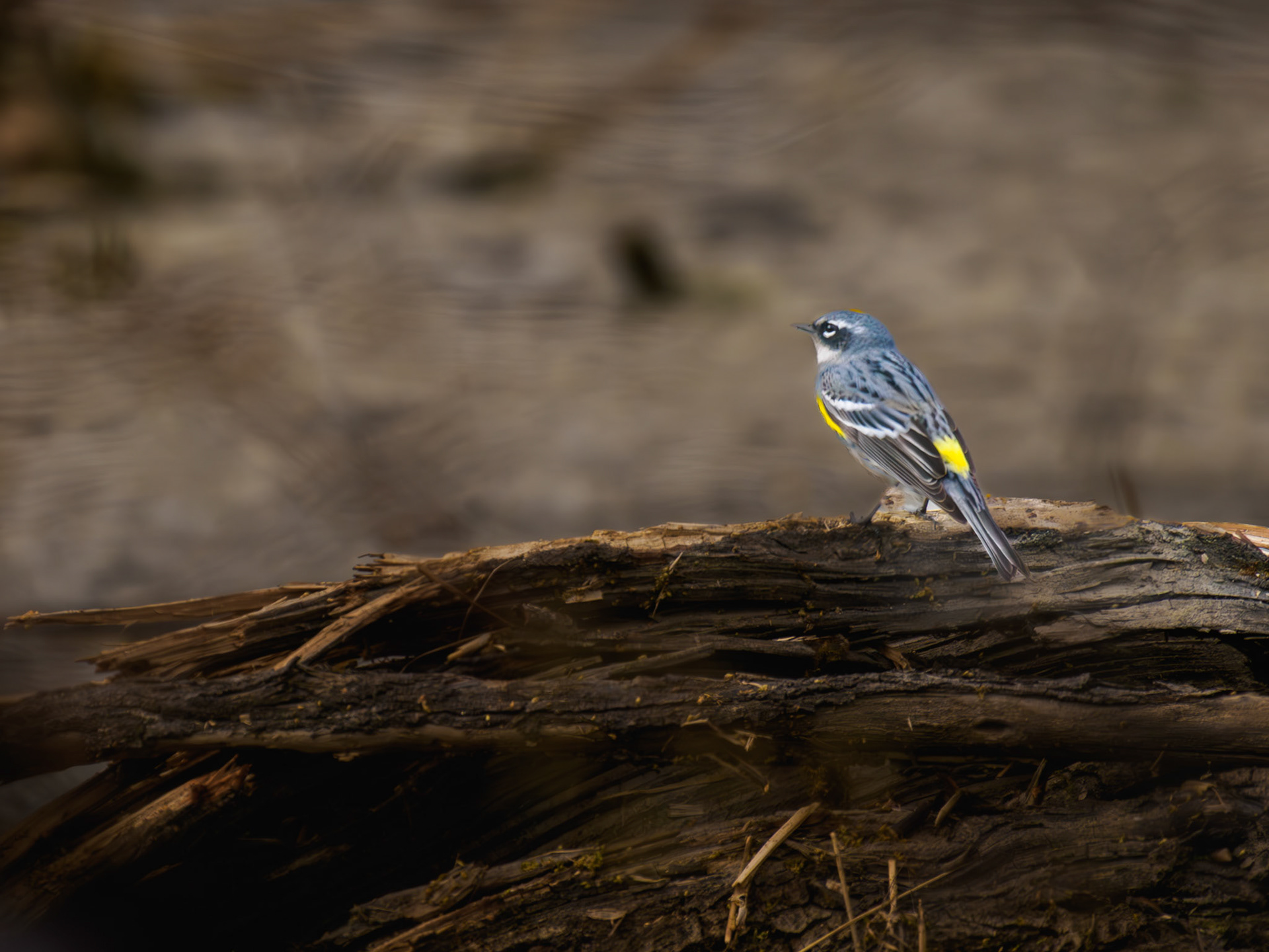 Yellow-rumped Warbler