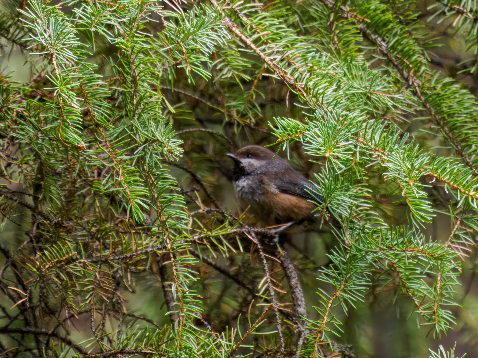 Boreal Chickadee