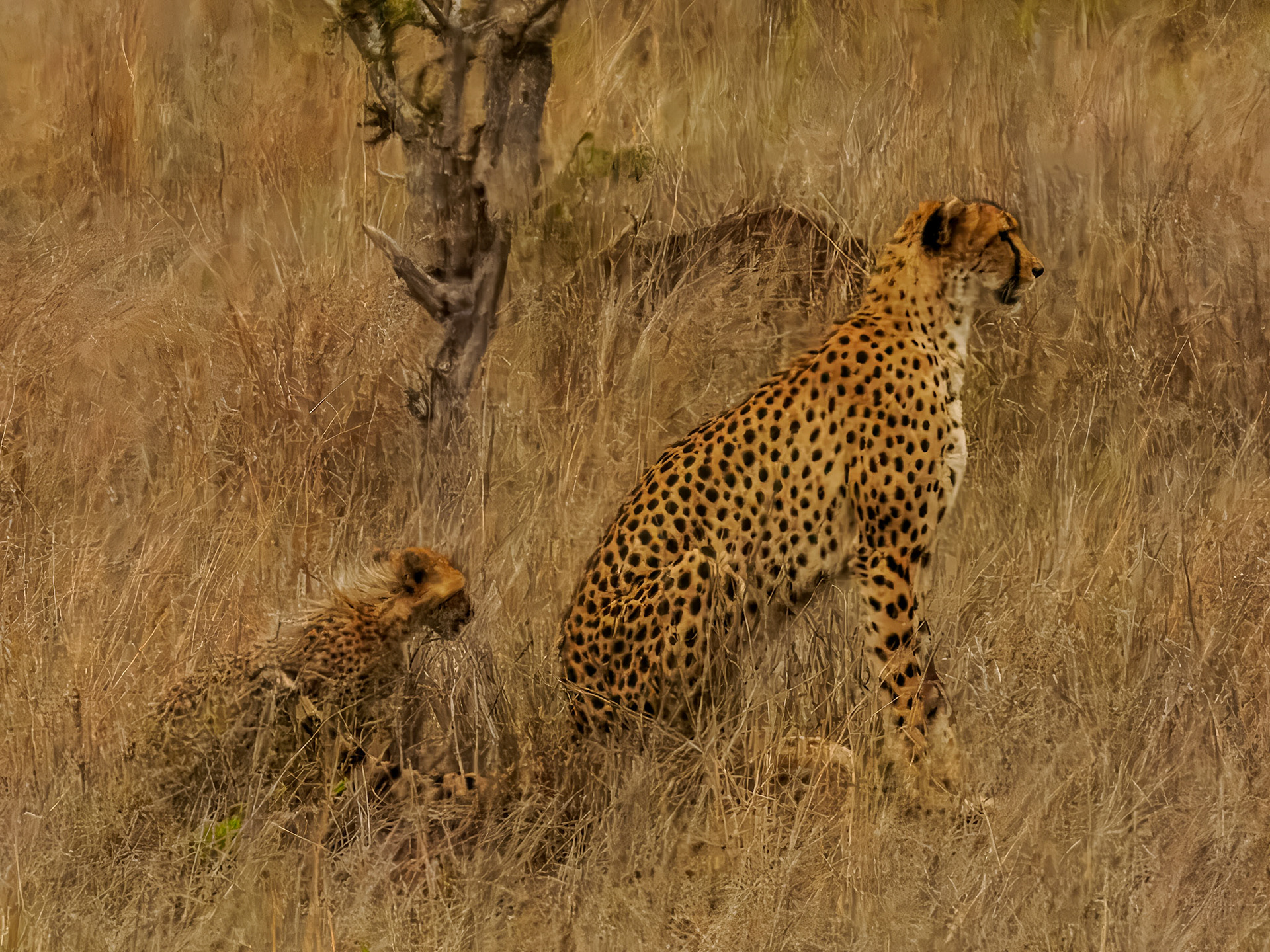 Leopard