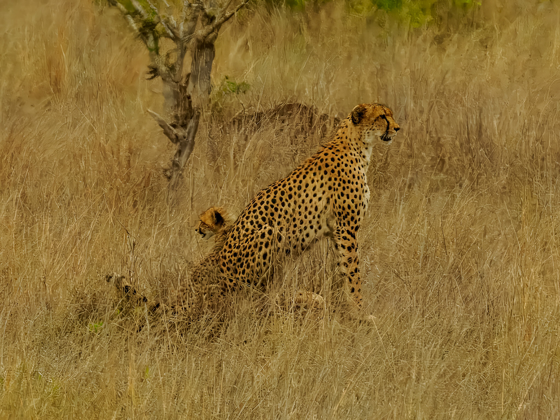 Leopard