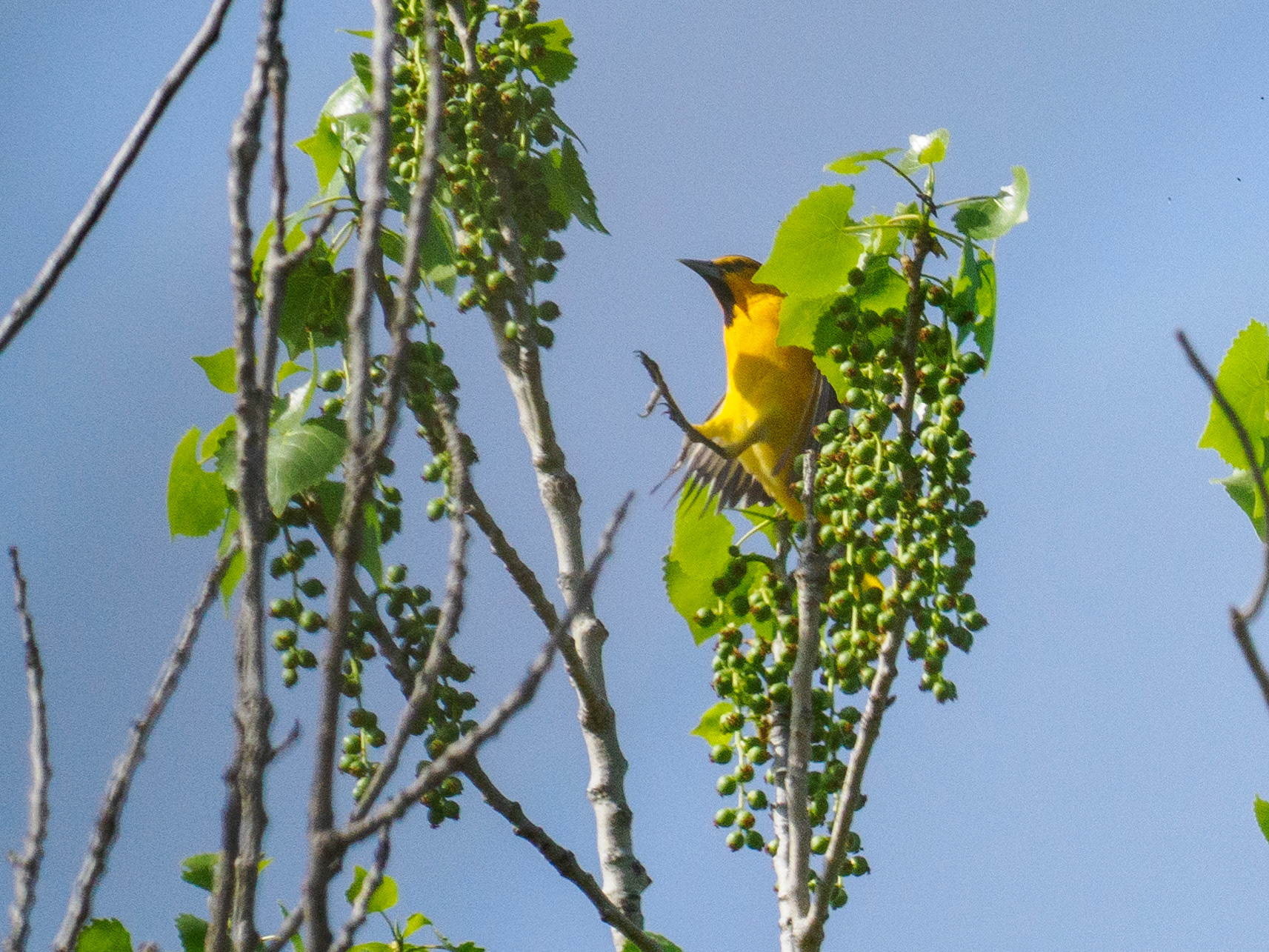 male Bullock's Oriole