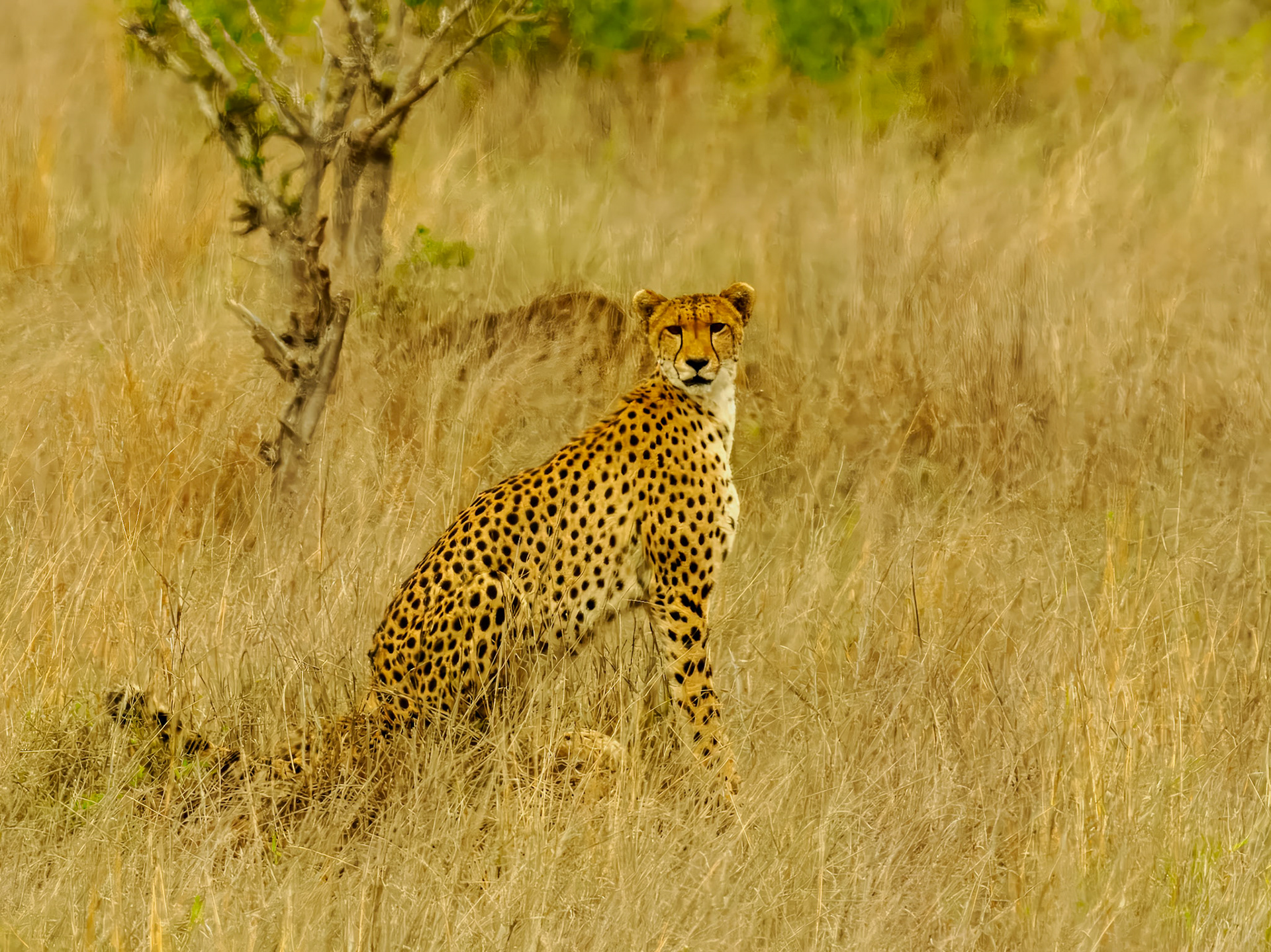Leopard